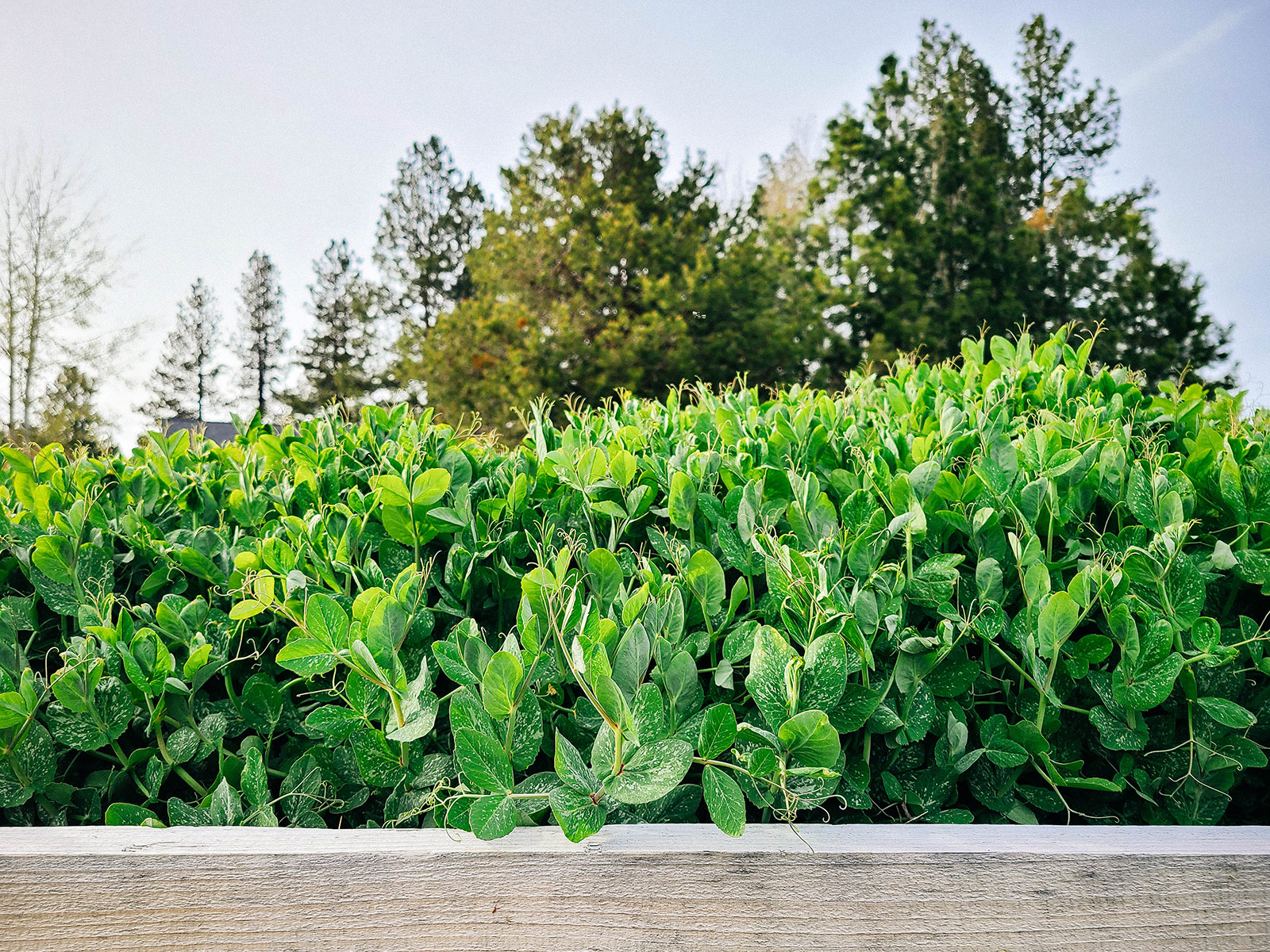 Austrian winter pea plants growing as a cover crop