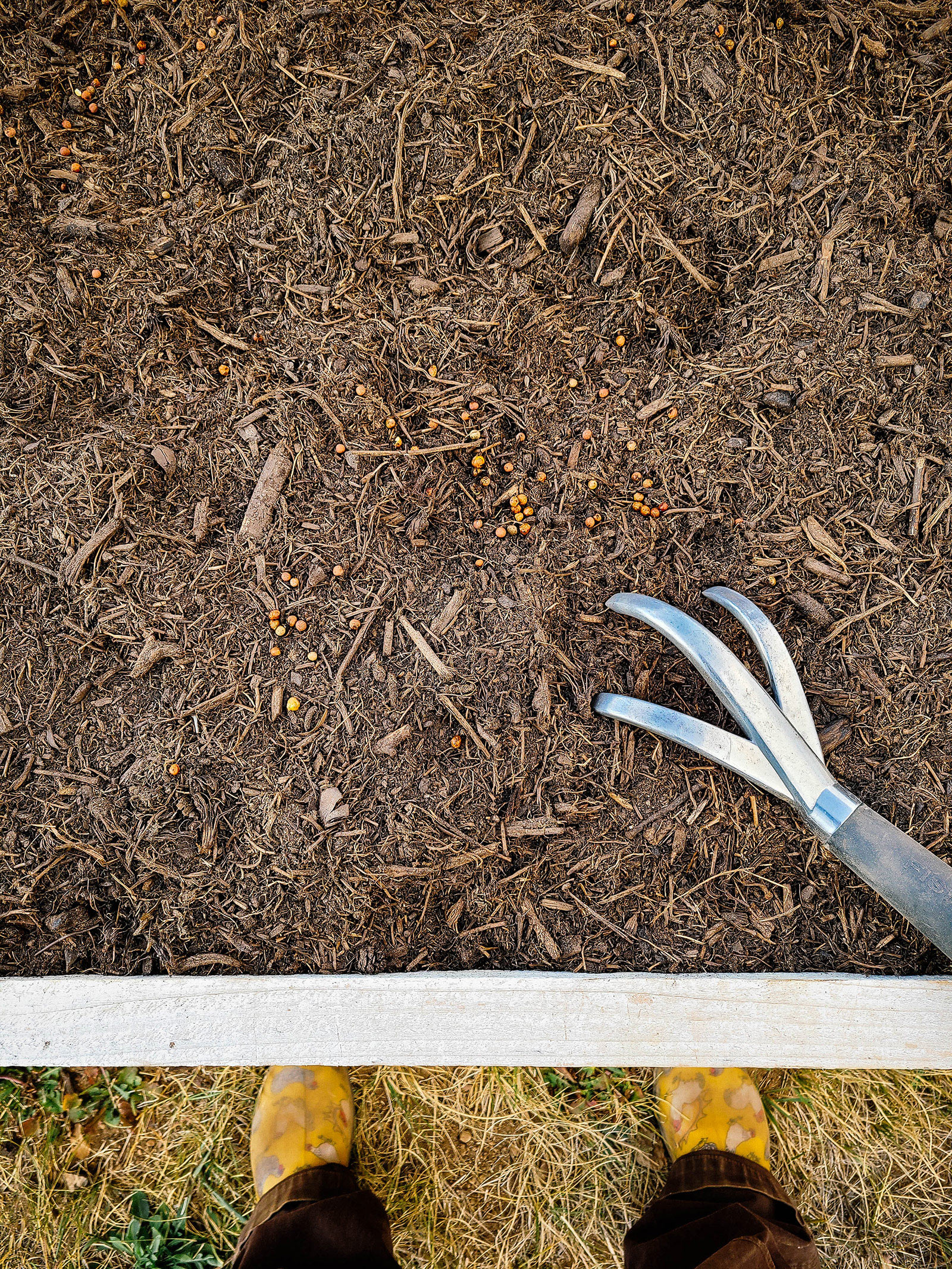 Austrian winter pea seeds scattered over a garden bed with a hand cultivator on the soil