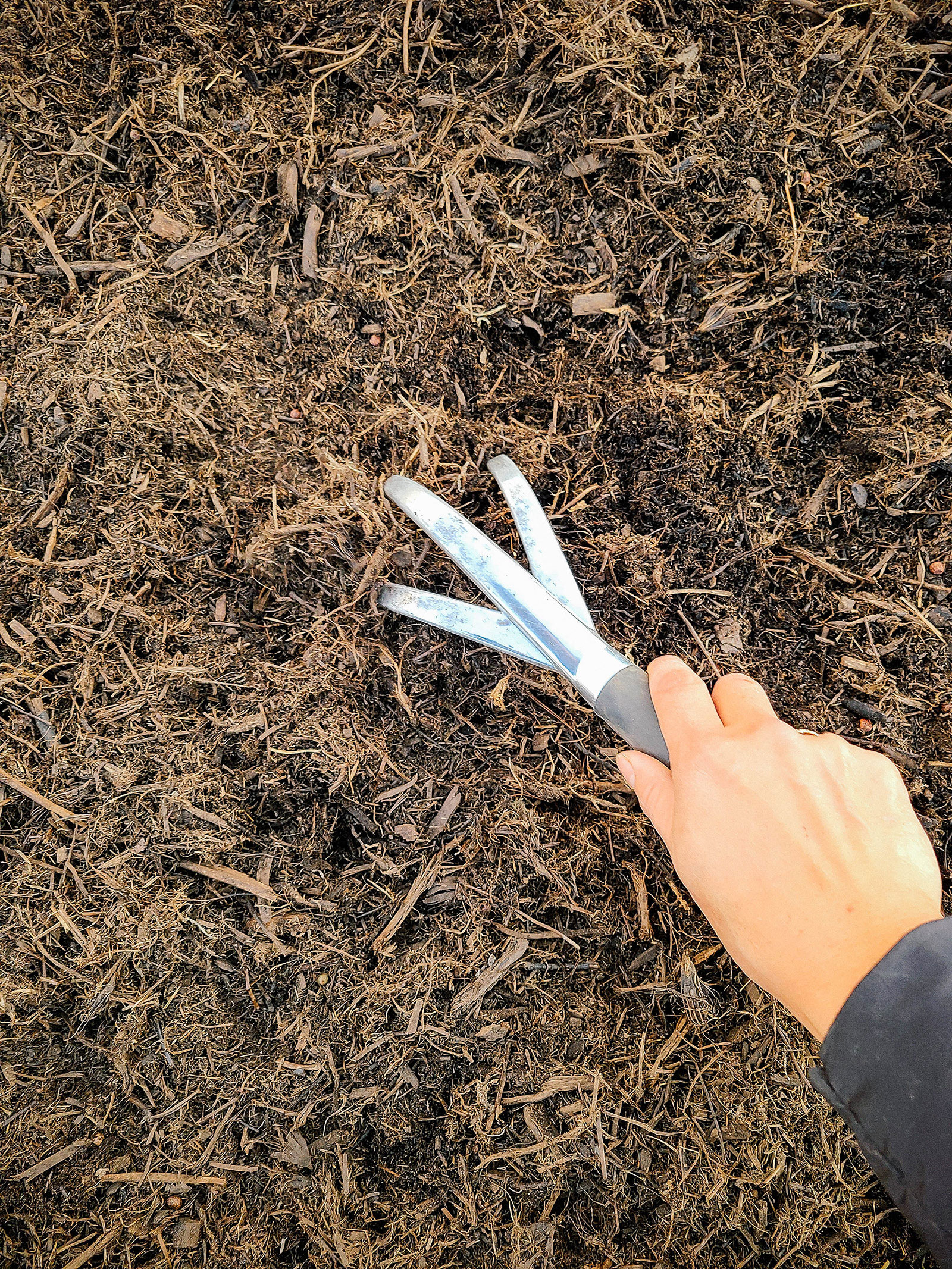 Raking in Austrian winter pea seeds