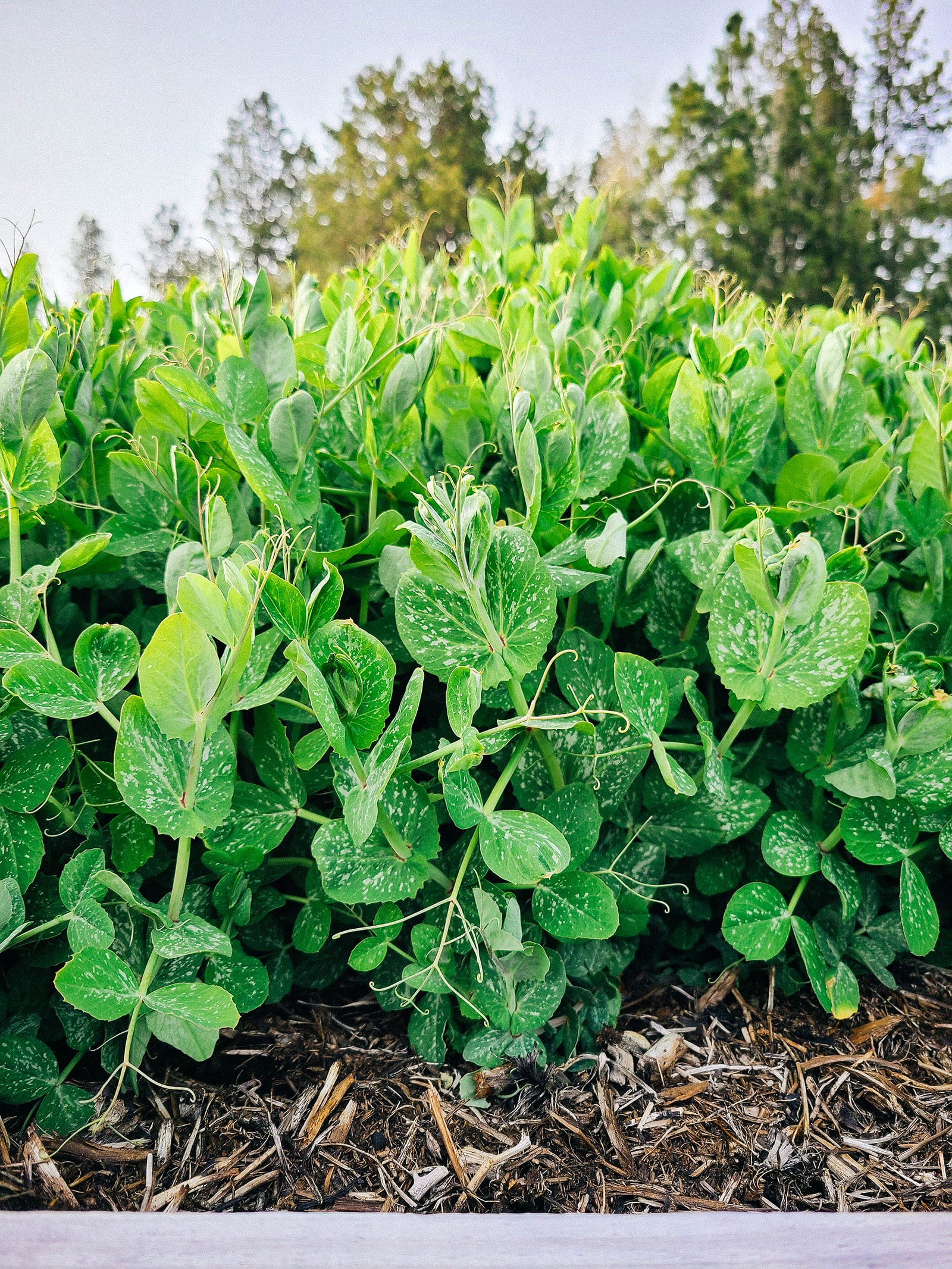 Close-up of Austrian field pea plants grown as cover crops