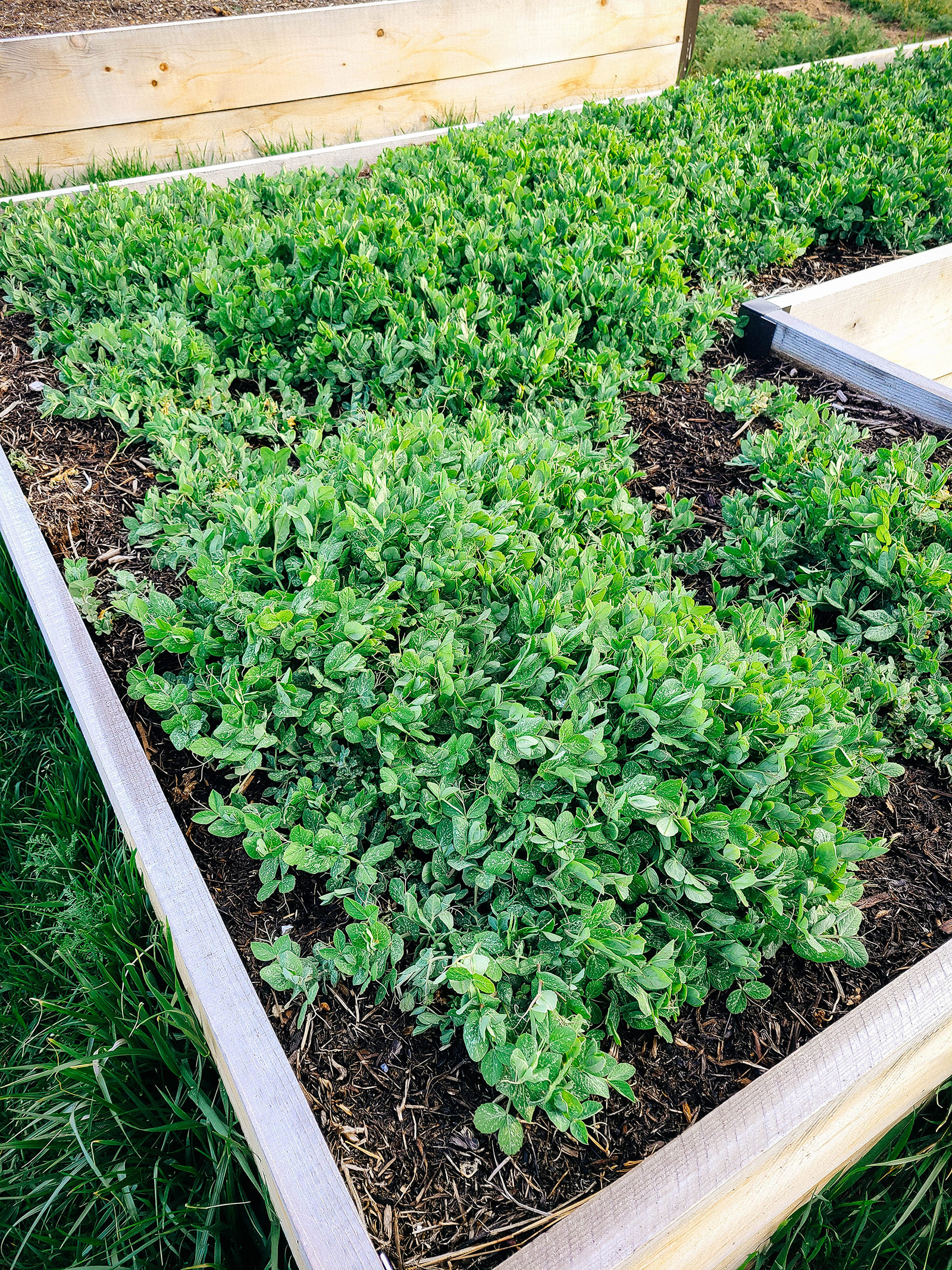 A bed full of Austrian winter pea cover crops