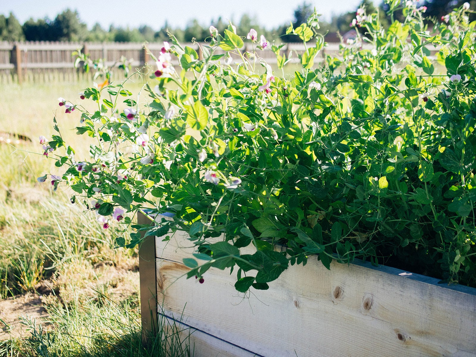 Flowering field pea plants in a raised garden bed