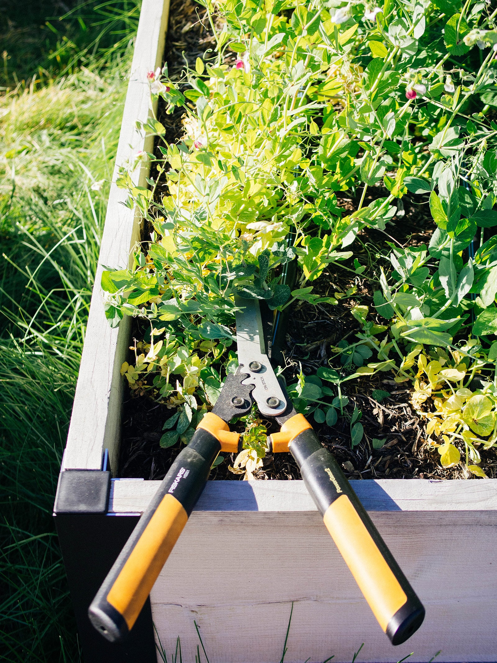 Hedge shears resting on a garden bed after cutting down legume cover crops