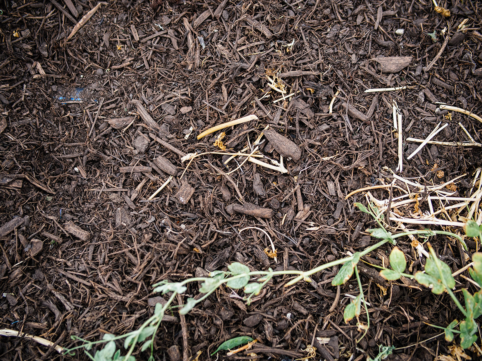Fresh soil layered on top of chopped field pea plants