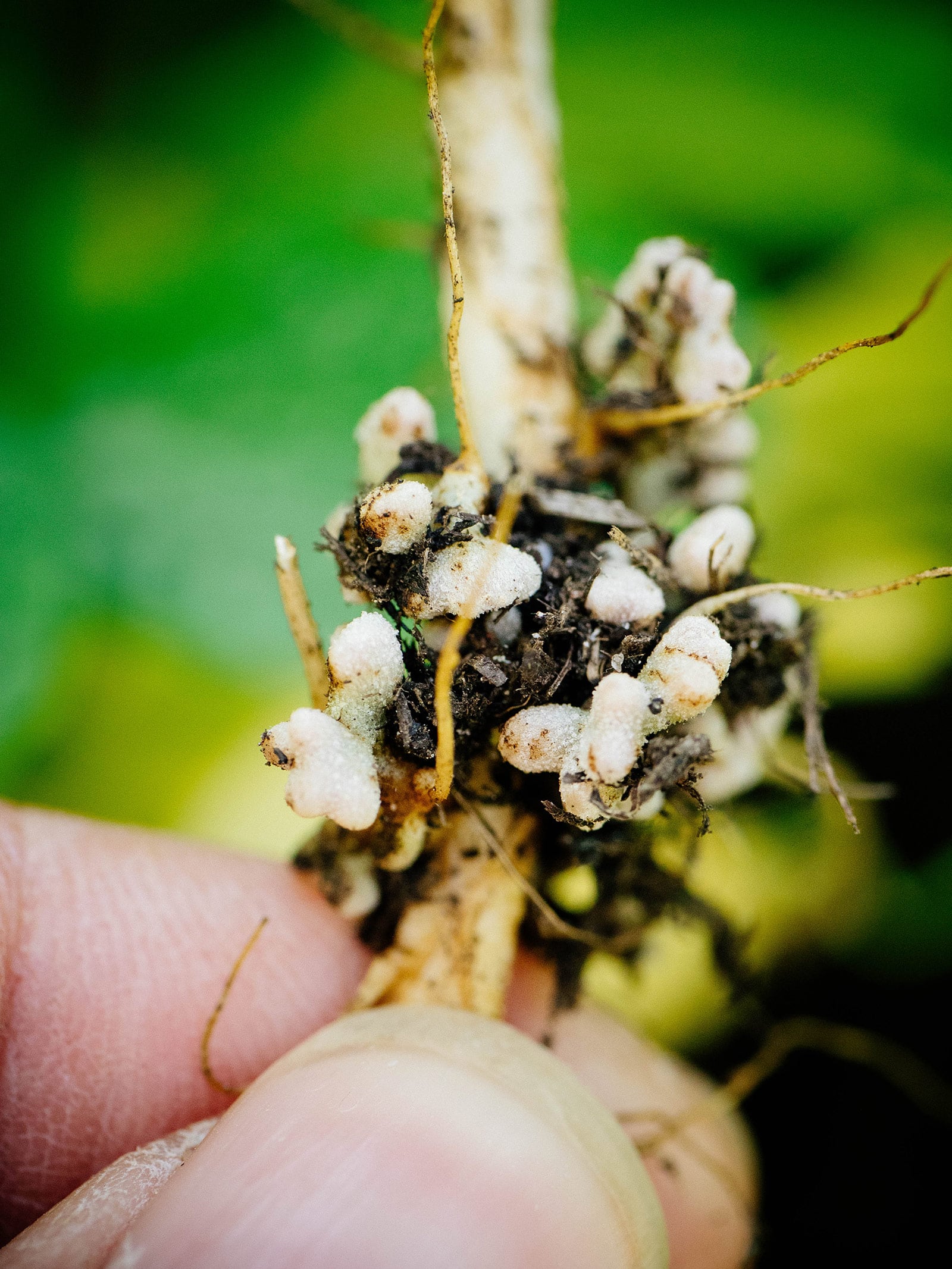 Close-up of root nodules where nitrogen is stored by Rhizobia bacteria in legume plants