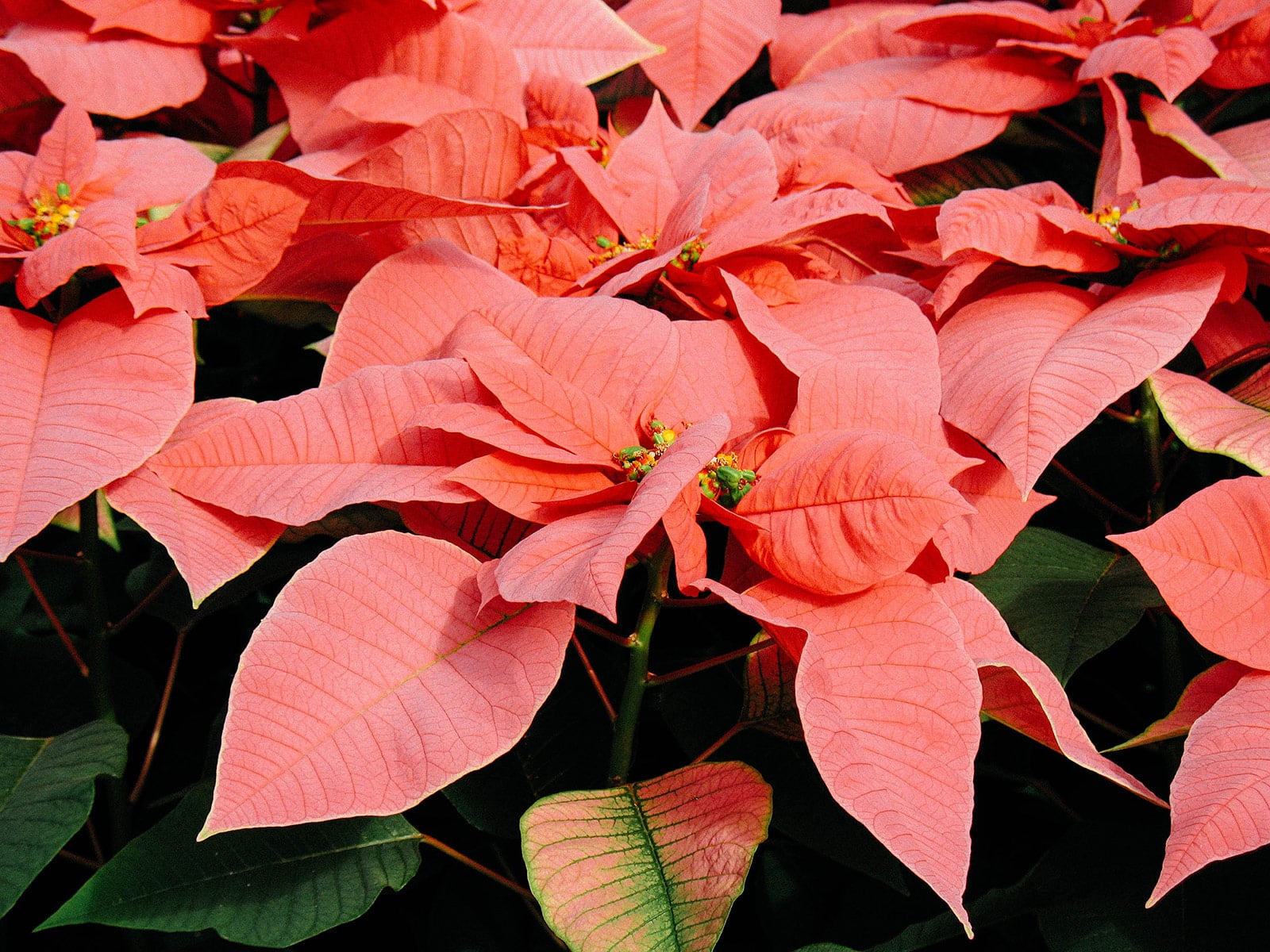 Salmon pink poinsettia plants