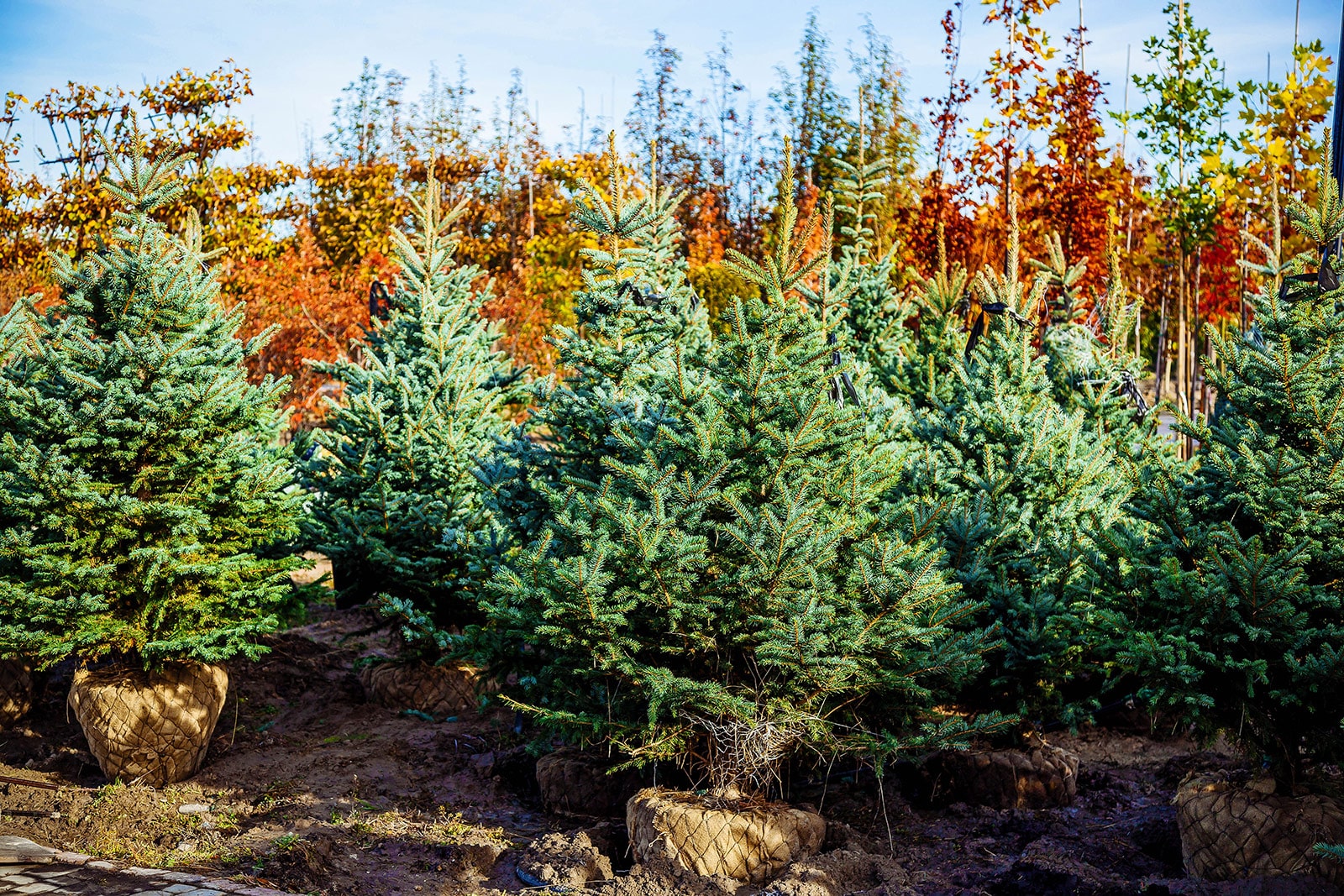 Living Christmas trees on a tree lot with root balls wrapped in burlap