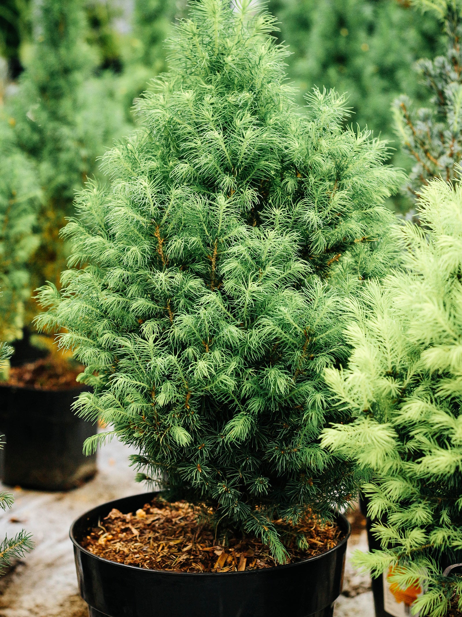 Small conifer tree in a black plastic pot in a tree nursery
