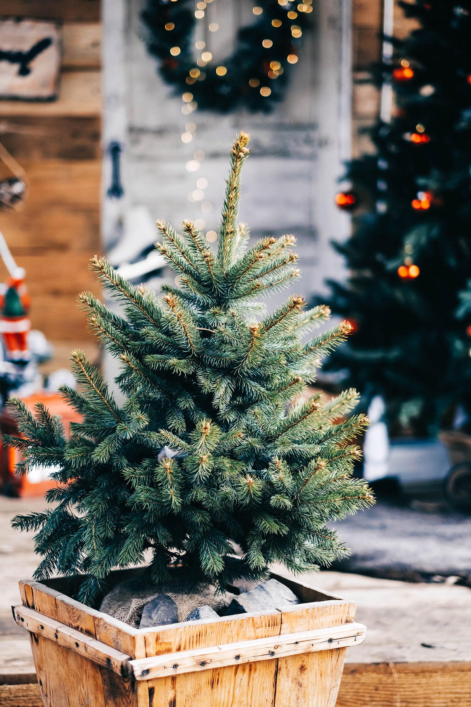 Live potted Christmas tree in a wooden container on the front porch