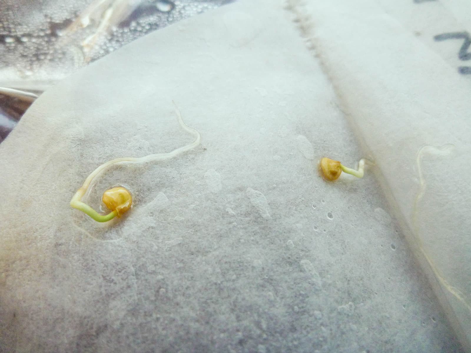 Sprouted seeds in a paper coffee filter