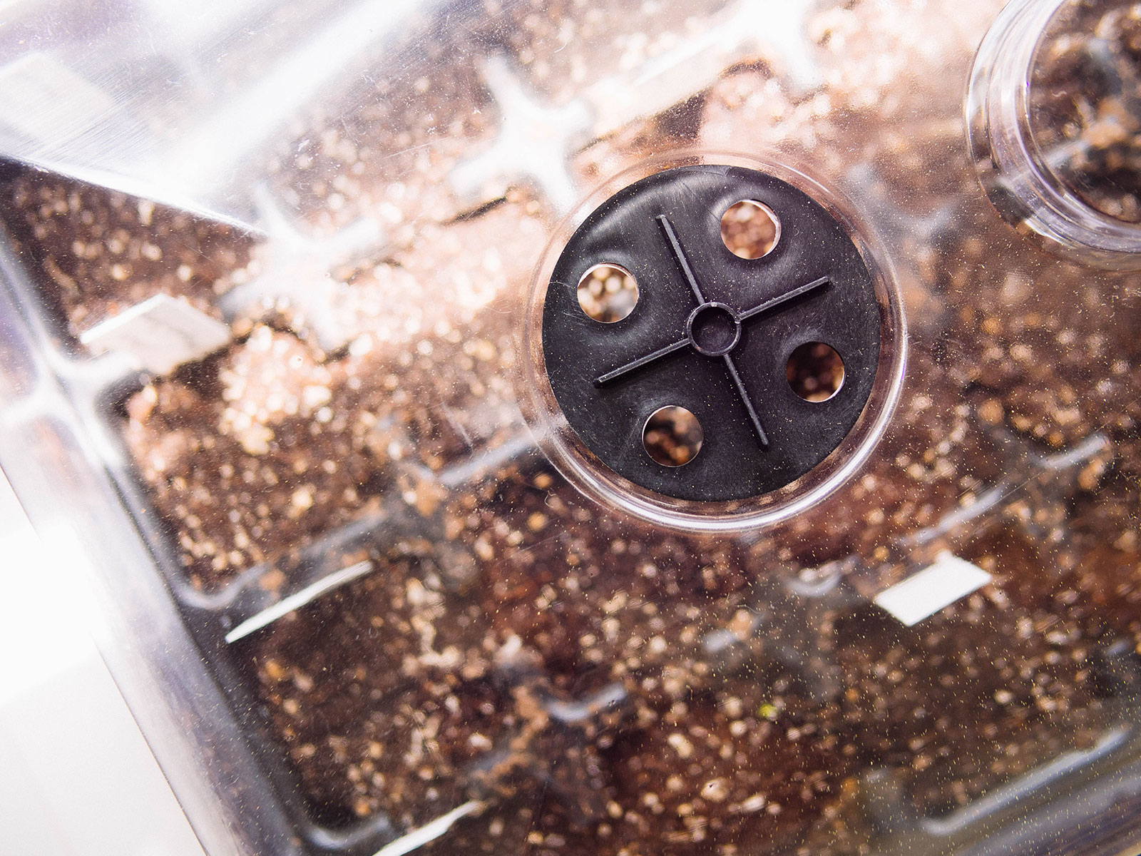 Overhead view of plant humidity dome with air vent for circulation