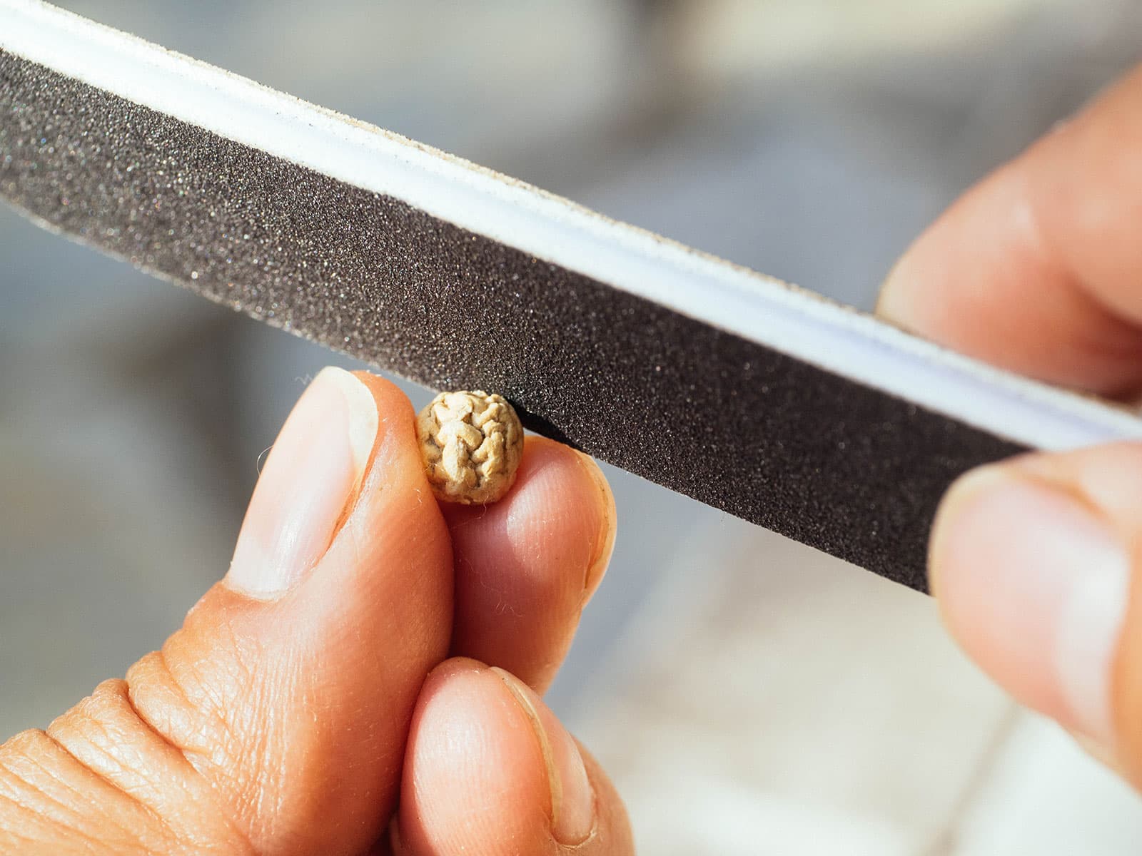 Nasturtium seed being scarified with a nail file