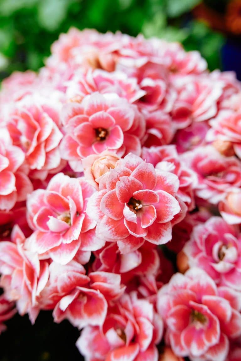 Cheery holiday houseplants to grow if you're bored with poinsettias