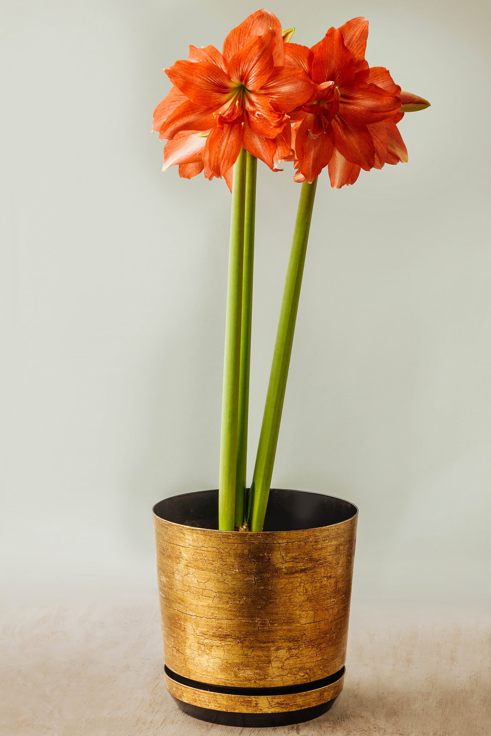 Reddish-orange amaryllis flowers in a gold pot