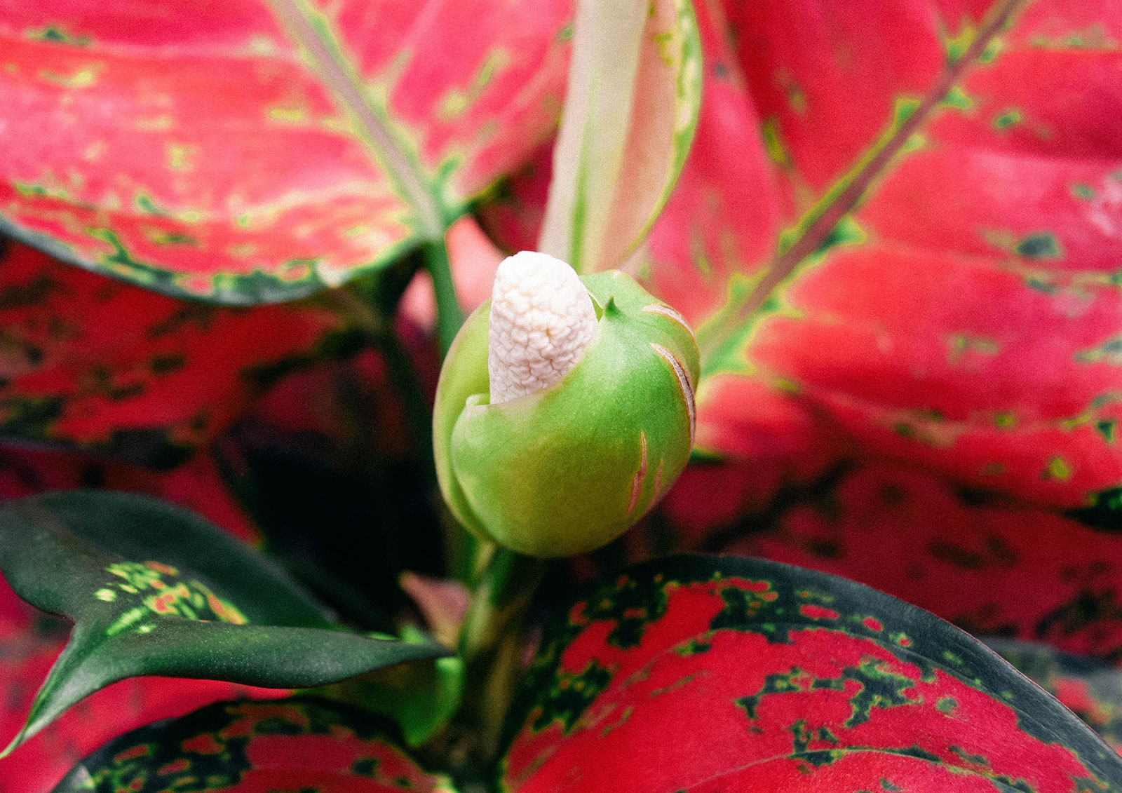 Close-up of Aglaonema flower
