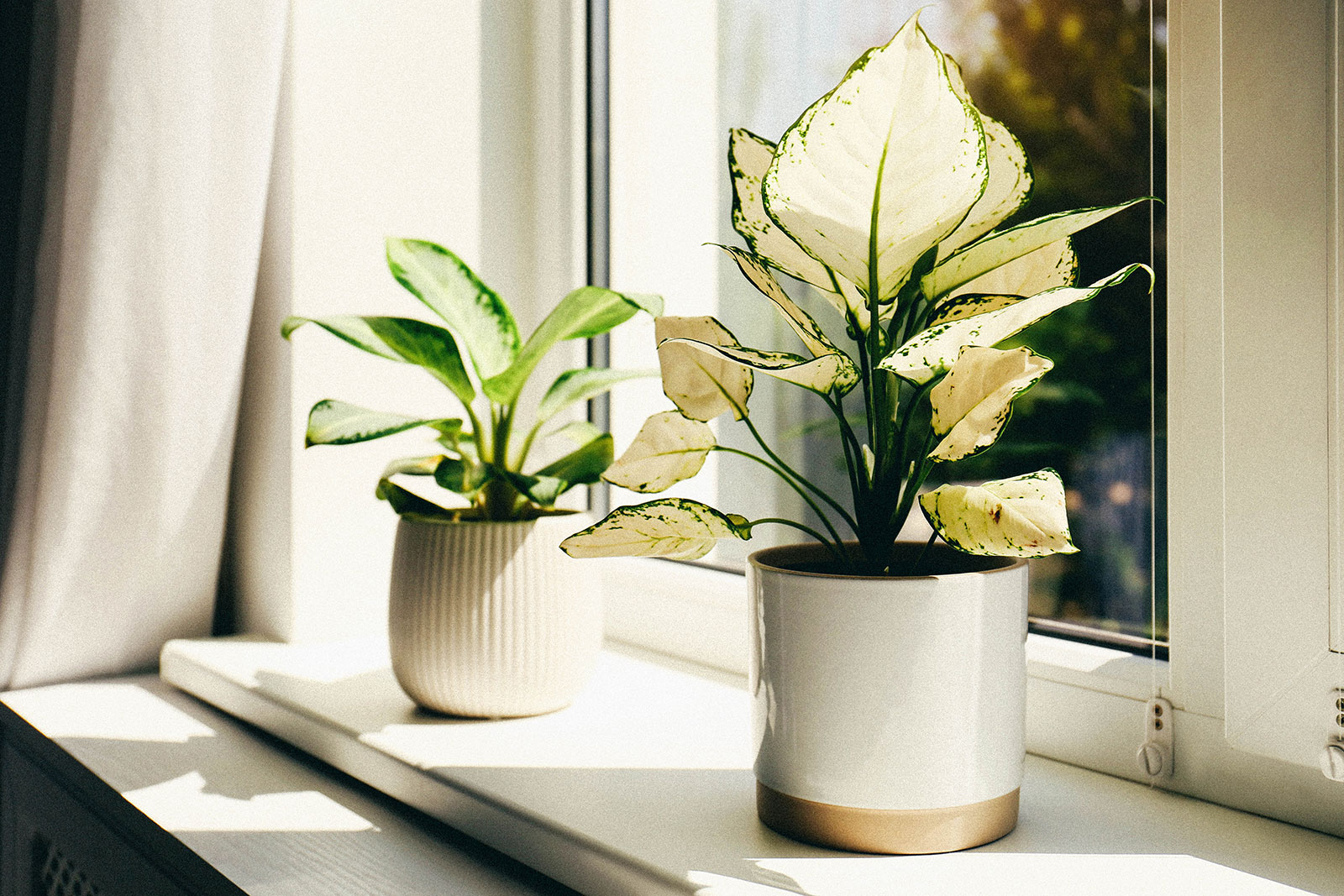 Two potted Aglaonema plants sitting on a window sill