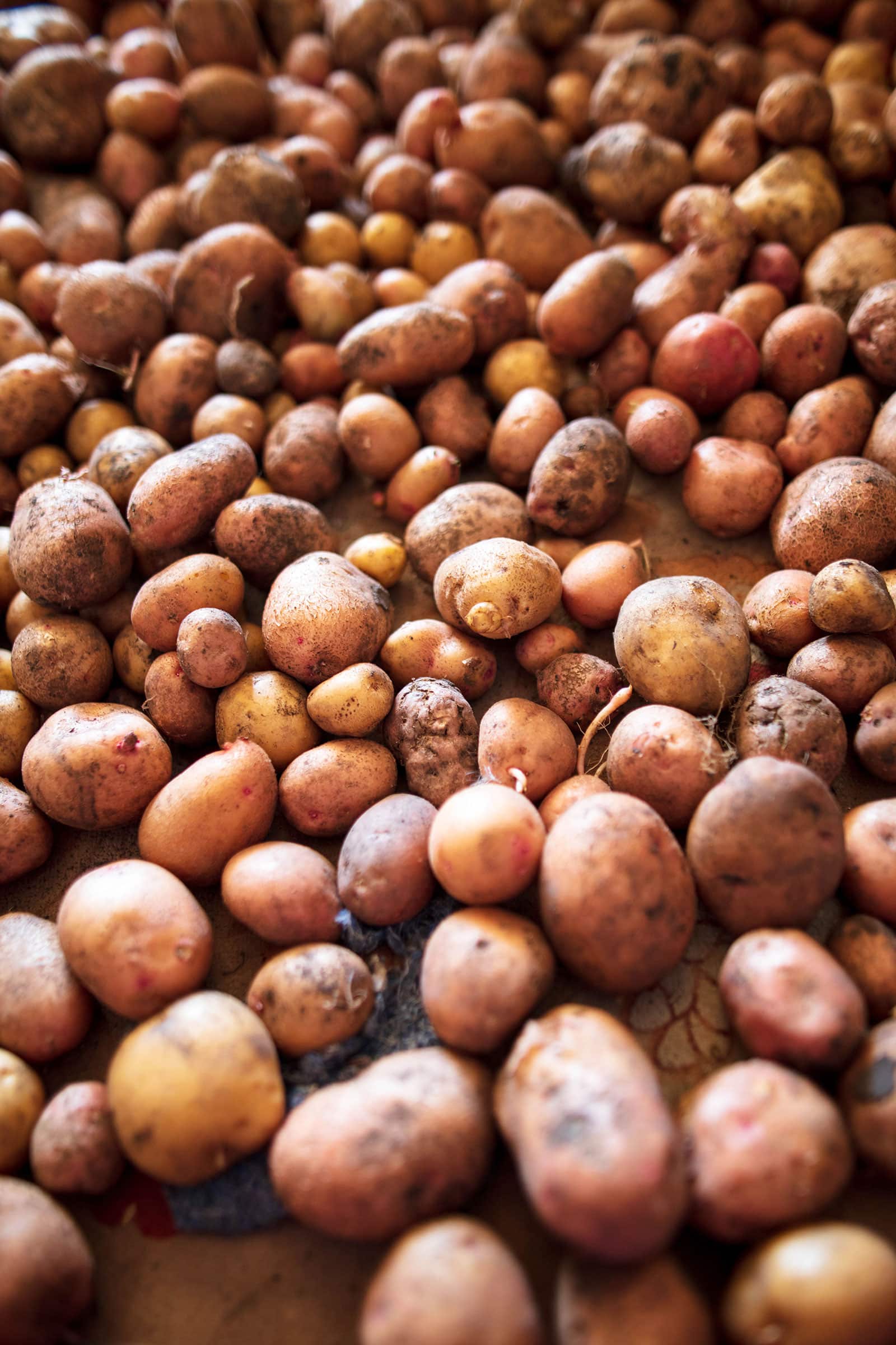 Lots of freshly harvested potatoes piled loosely in storage