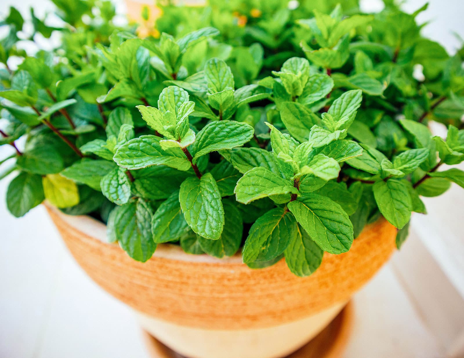Potted peppermint plant