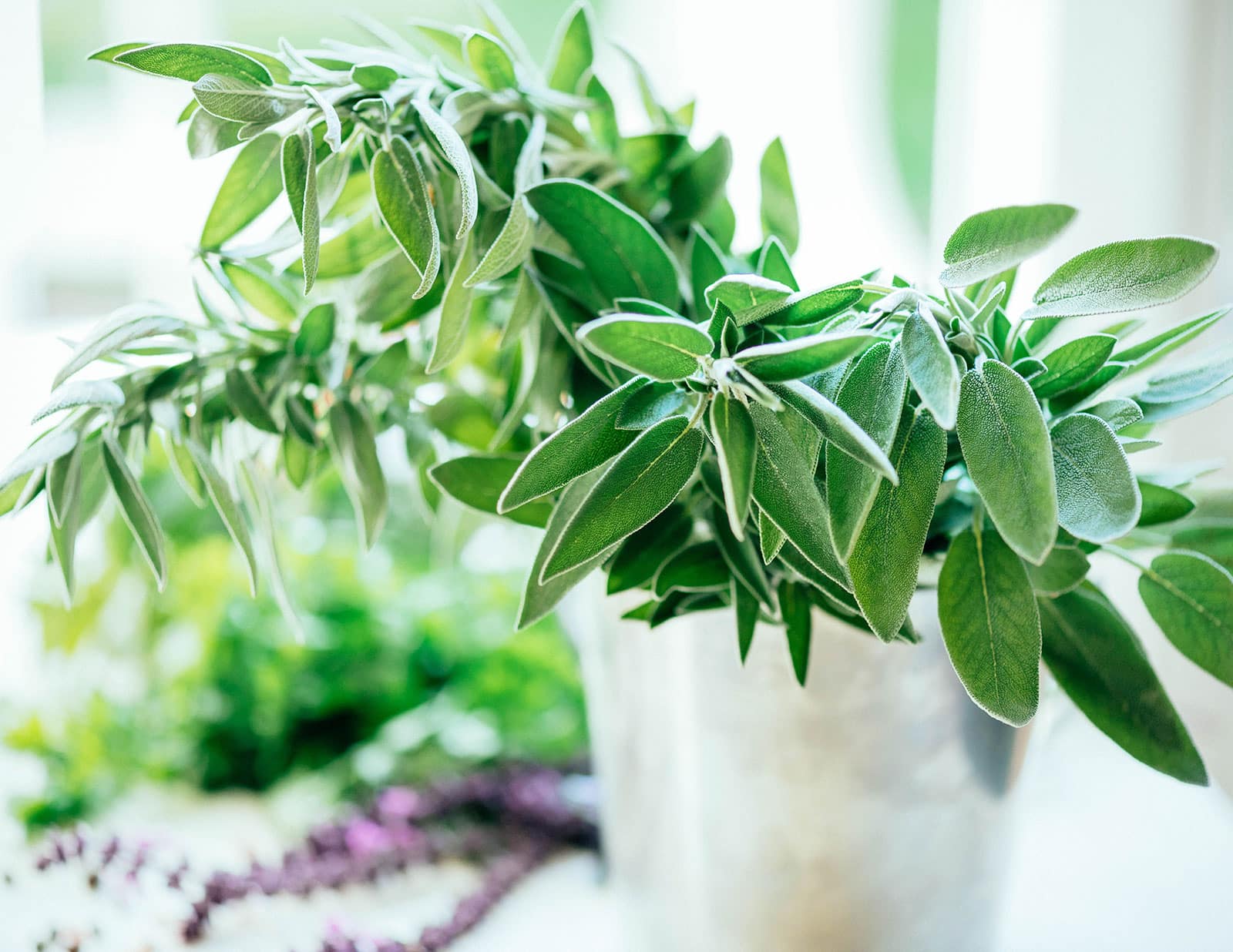 Potted sage plant