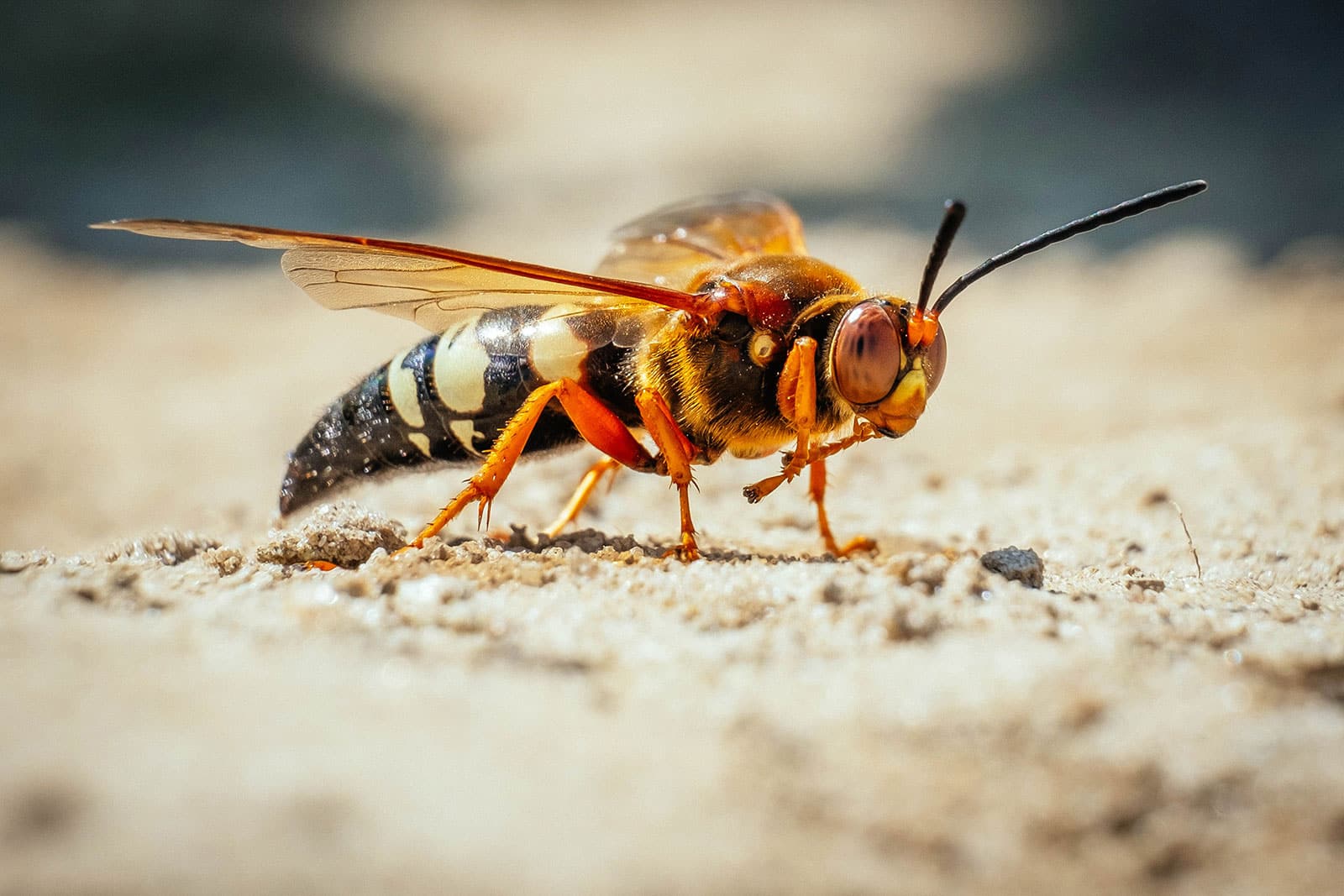 Cicada killer wasp
