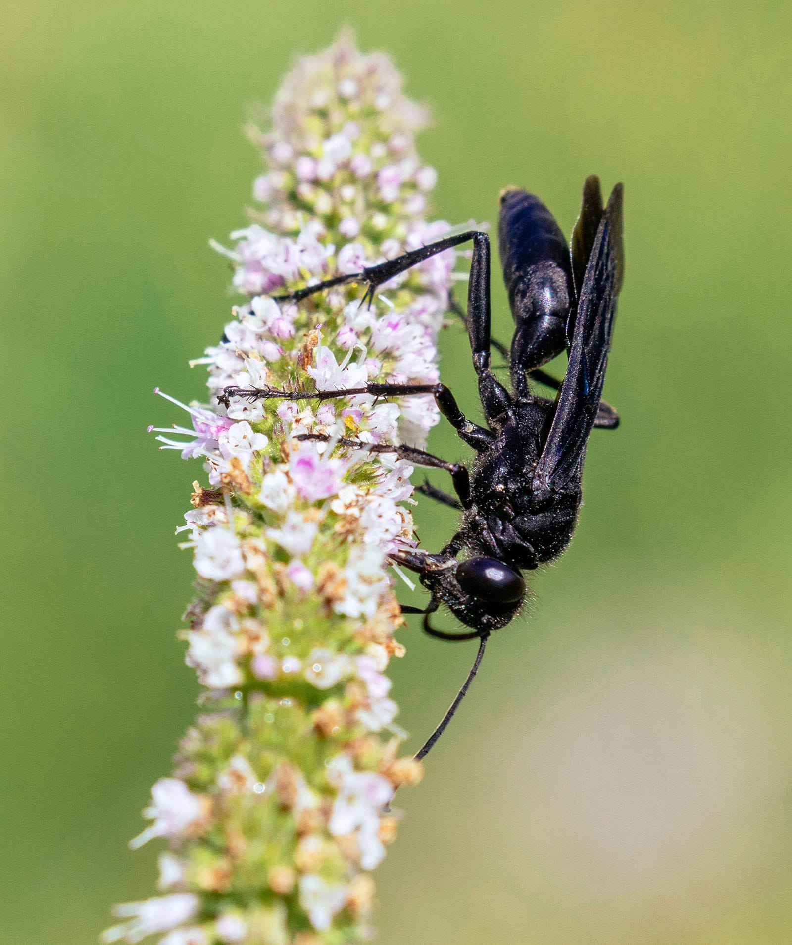 Digger wasp