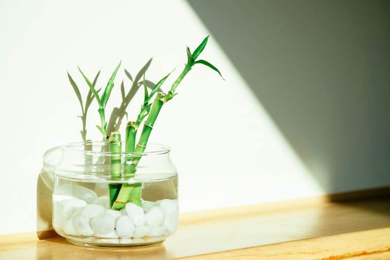 Lucky bamboo care: a no-fuss houseplant that grows in water