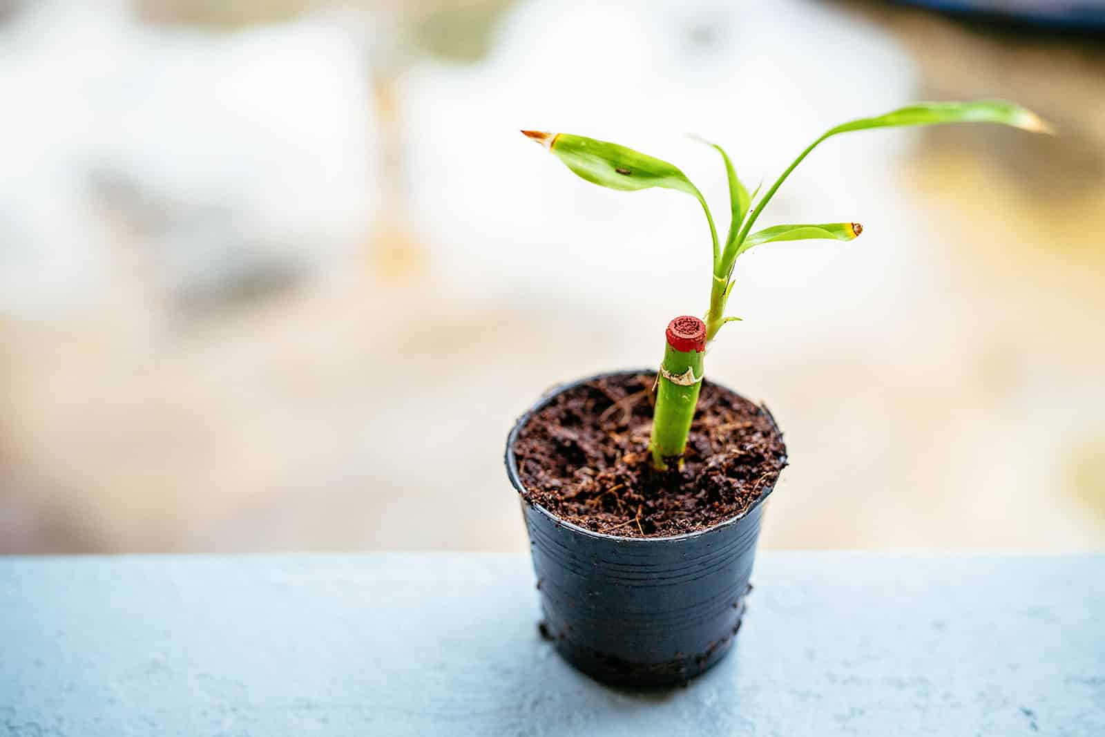Small lucky bamboo stem being propagated in a black pot filled with soil
