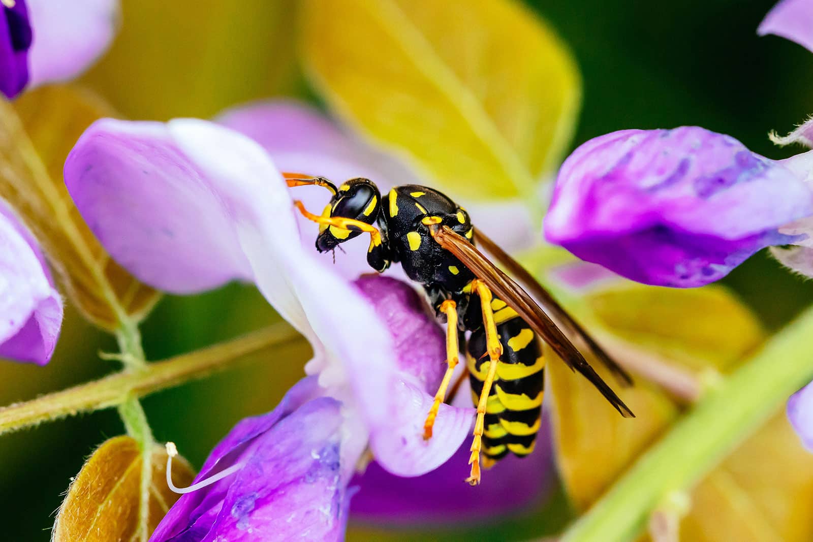 European paper wasp
