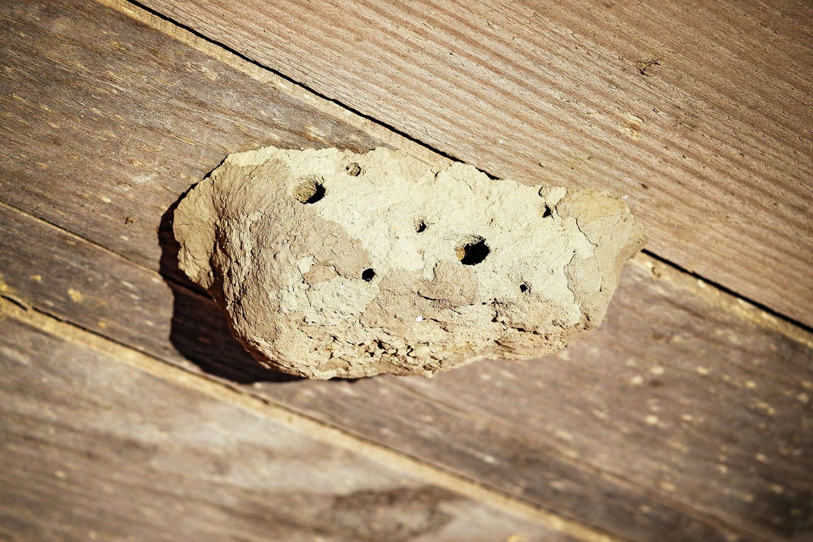 Mud dauber nest on a wooden ceiling