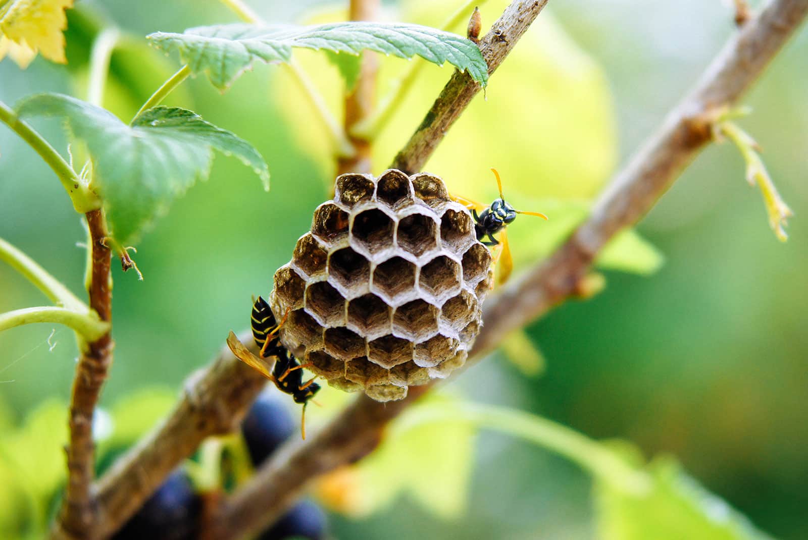 Small paper wasp nest on a tree branch