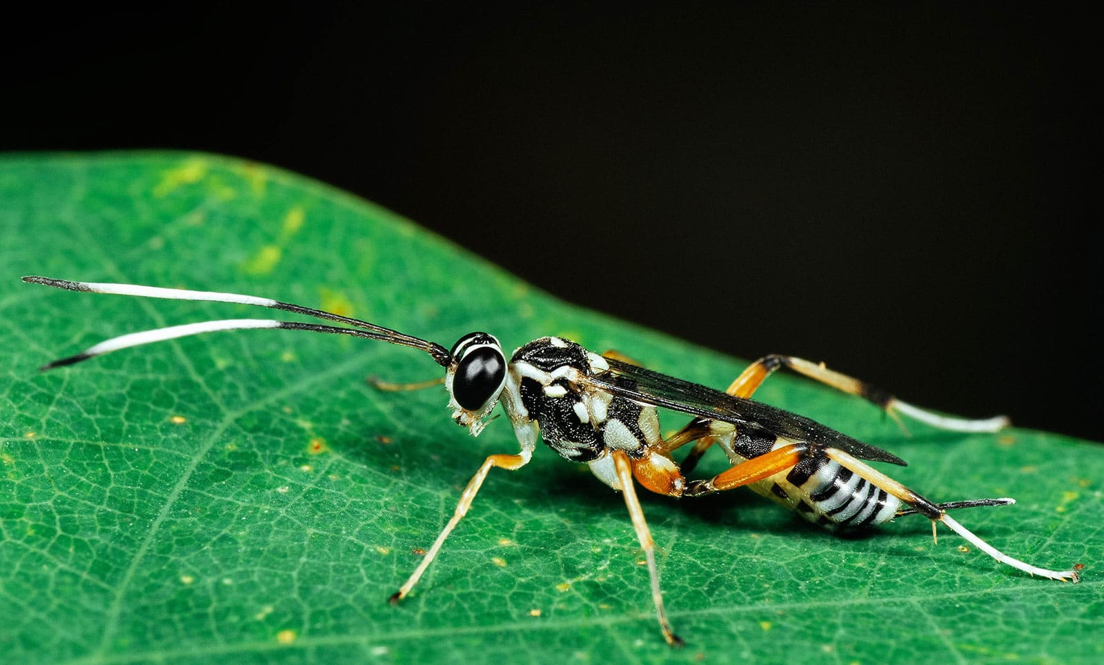 Ichneumon wasp