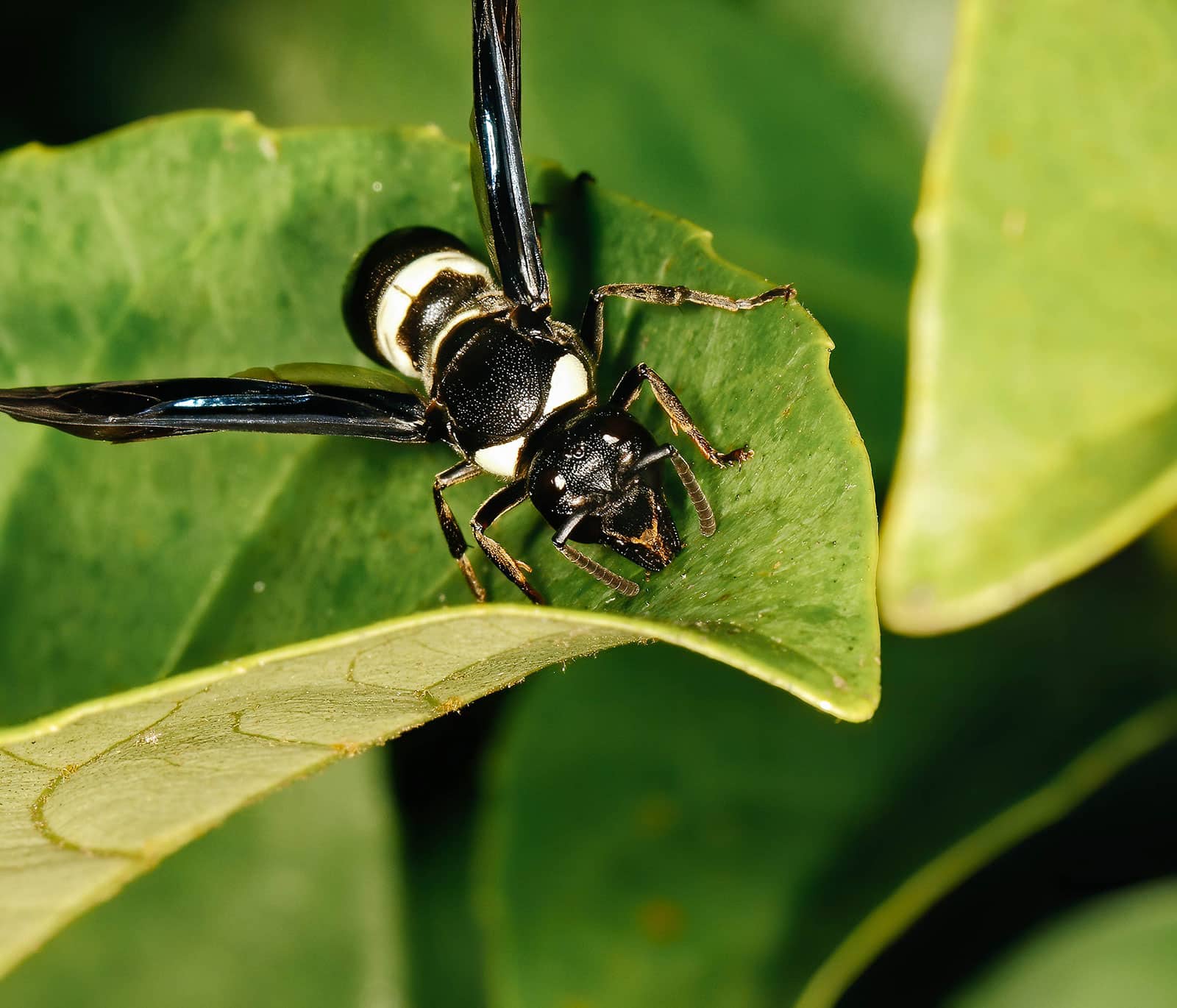 Mason wasp