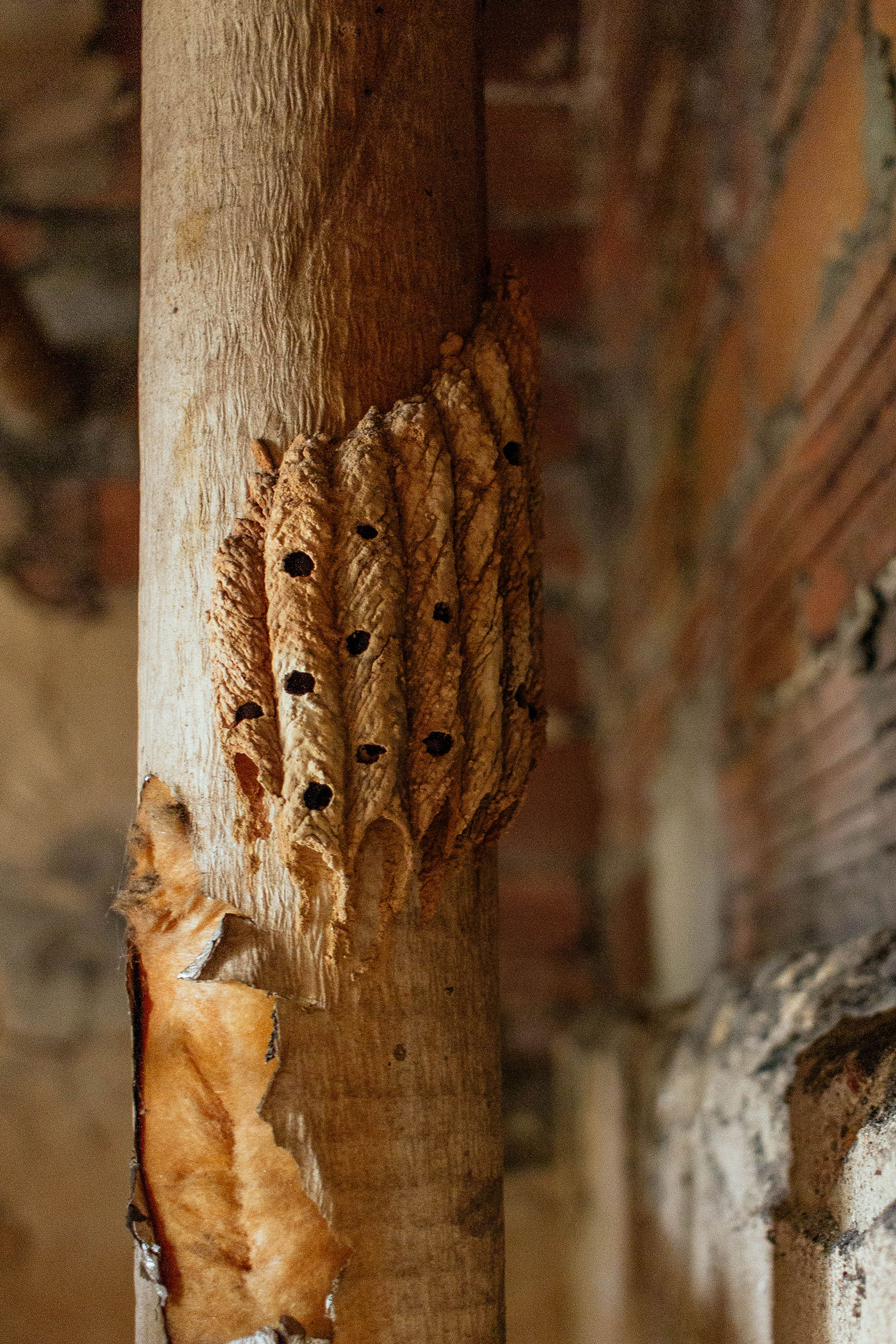 Mud dauber nest featuring mud tubes