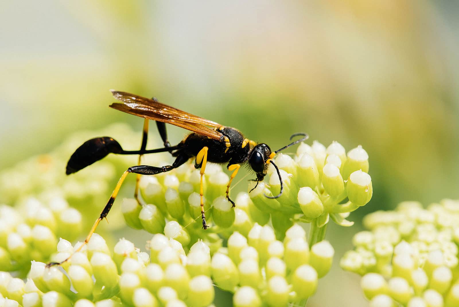 Mud dauber wasp