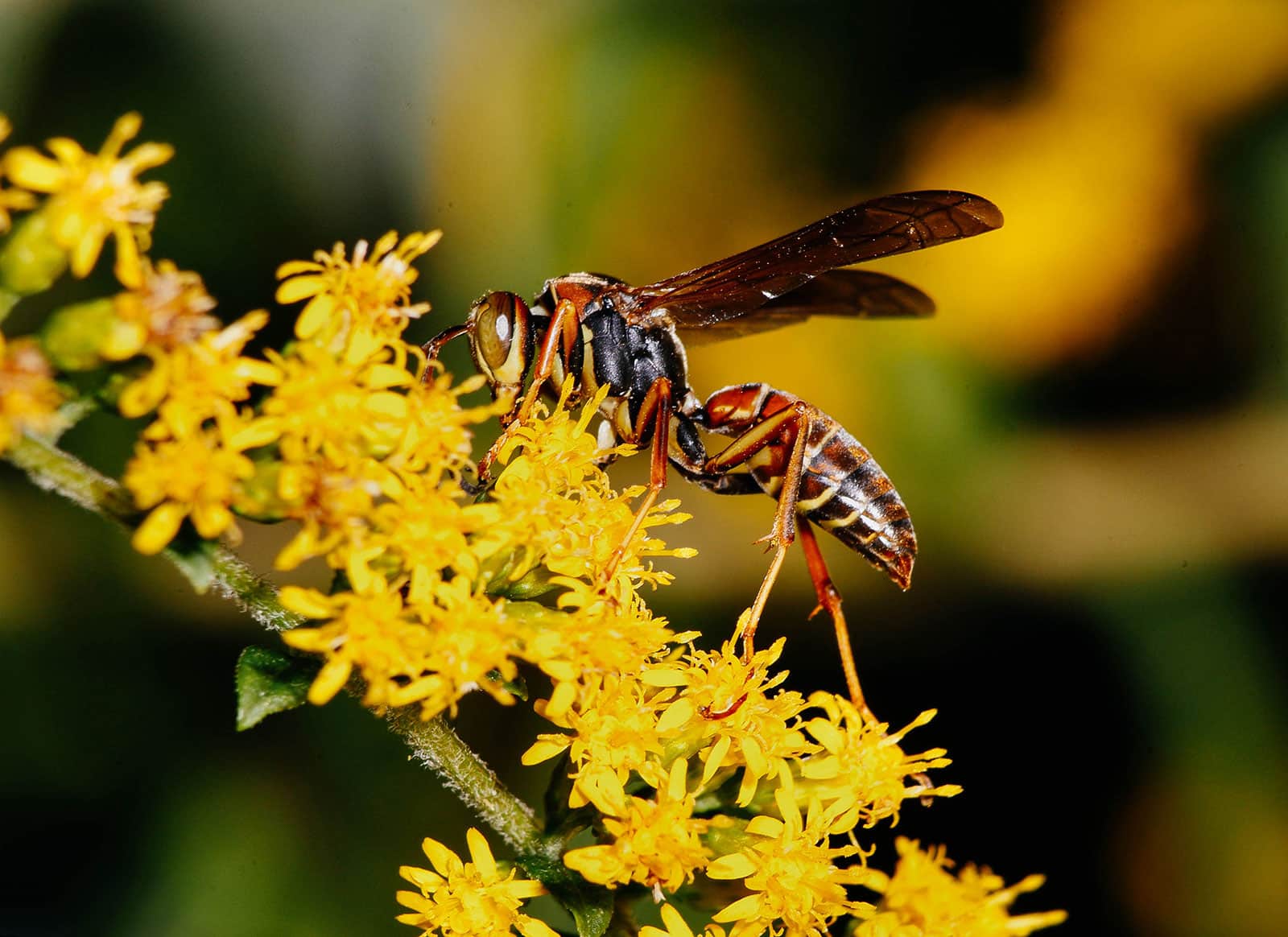 Northern paper wasp