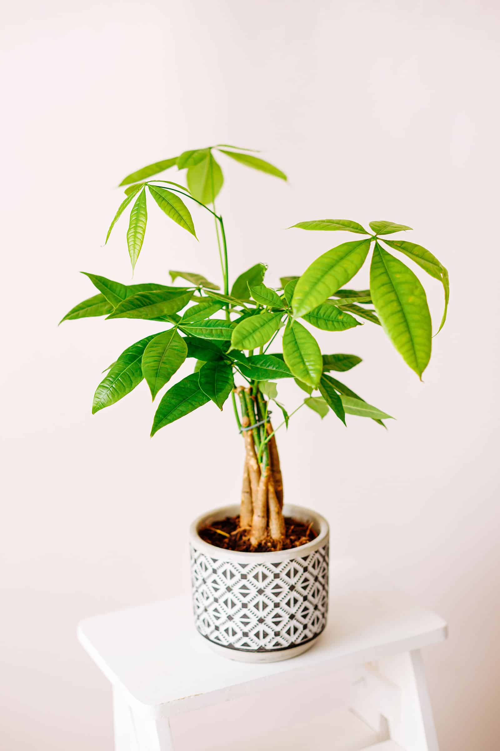 Show me the money (tree)—Pachira aquatica care for beginners