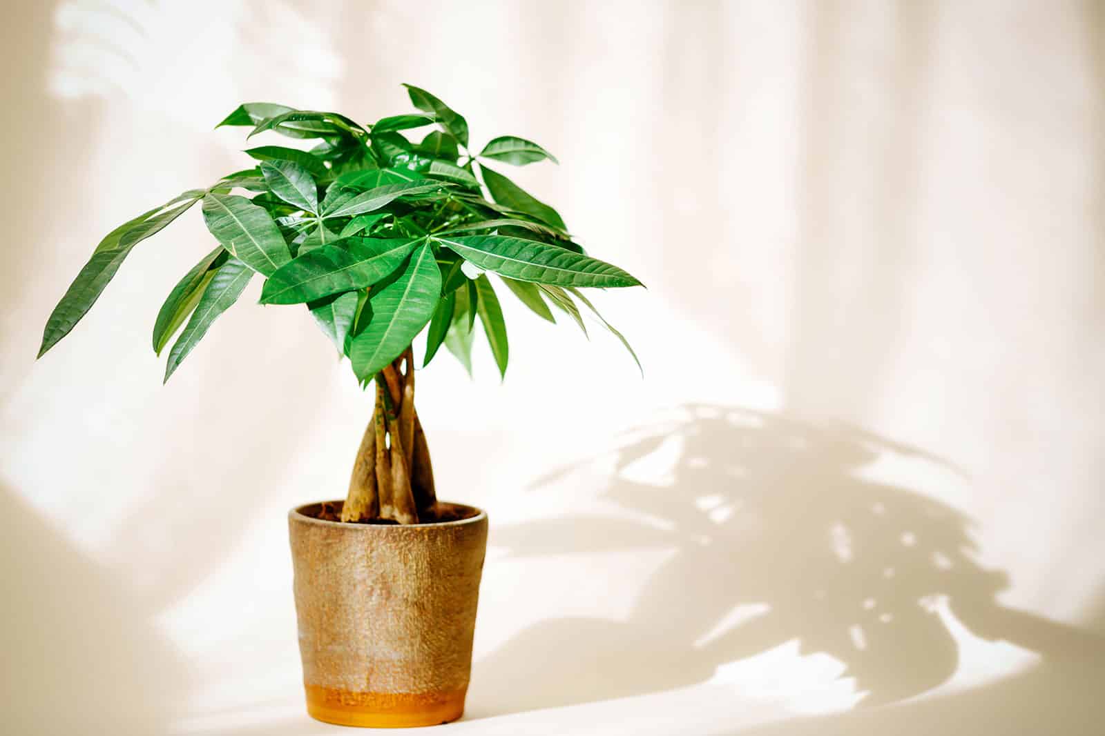 Braided Pachira aquatica plant in a rustic brown pot against a light background