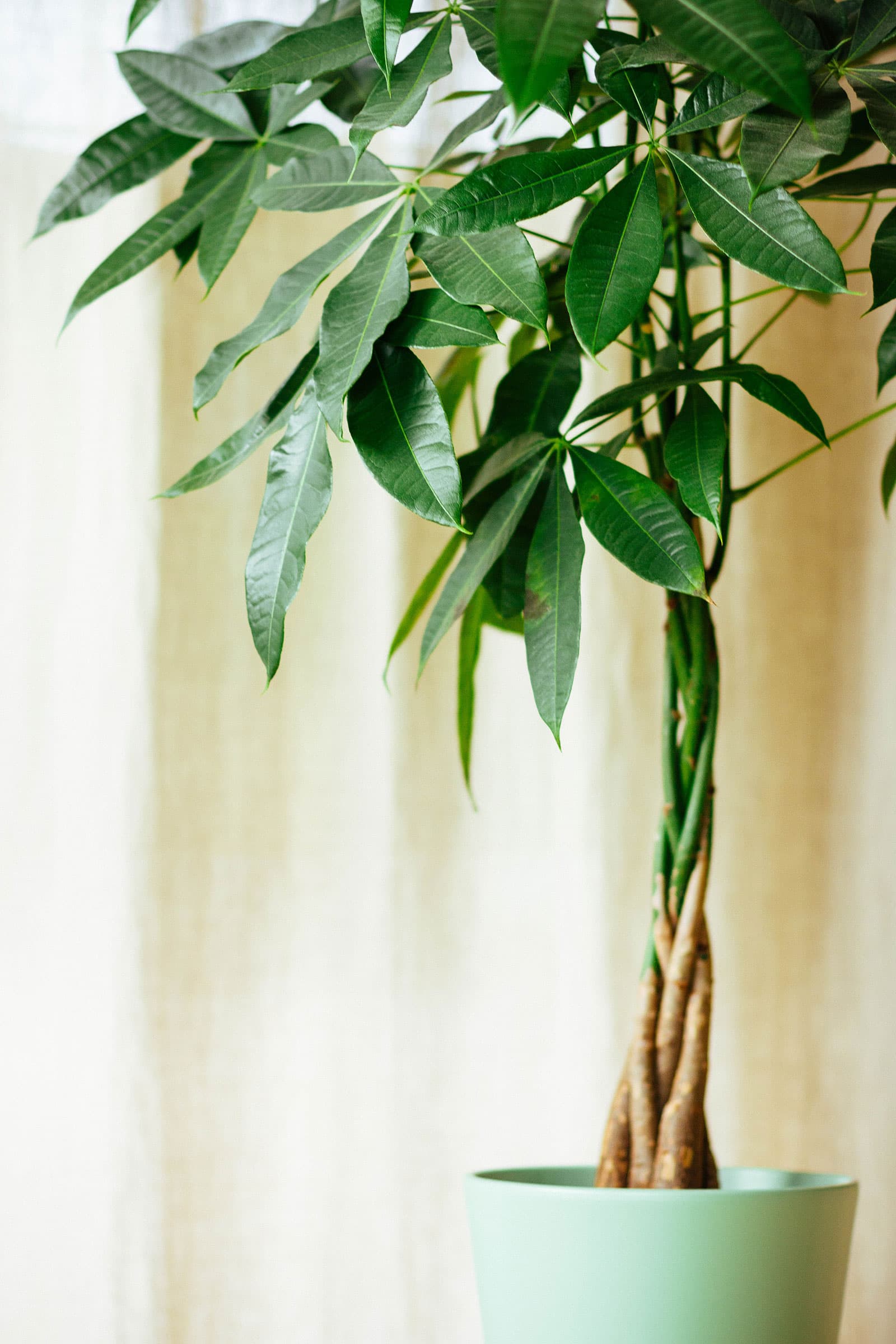 Pachira aquatica plant in a mint pot with a braided stem that's green and pliable on top