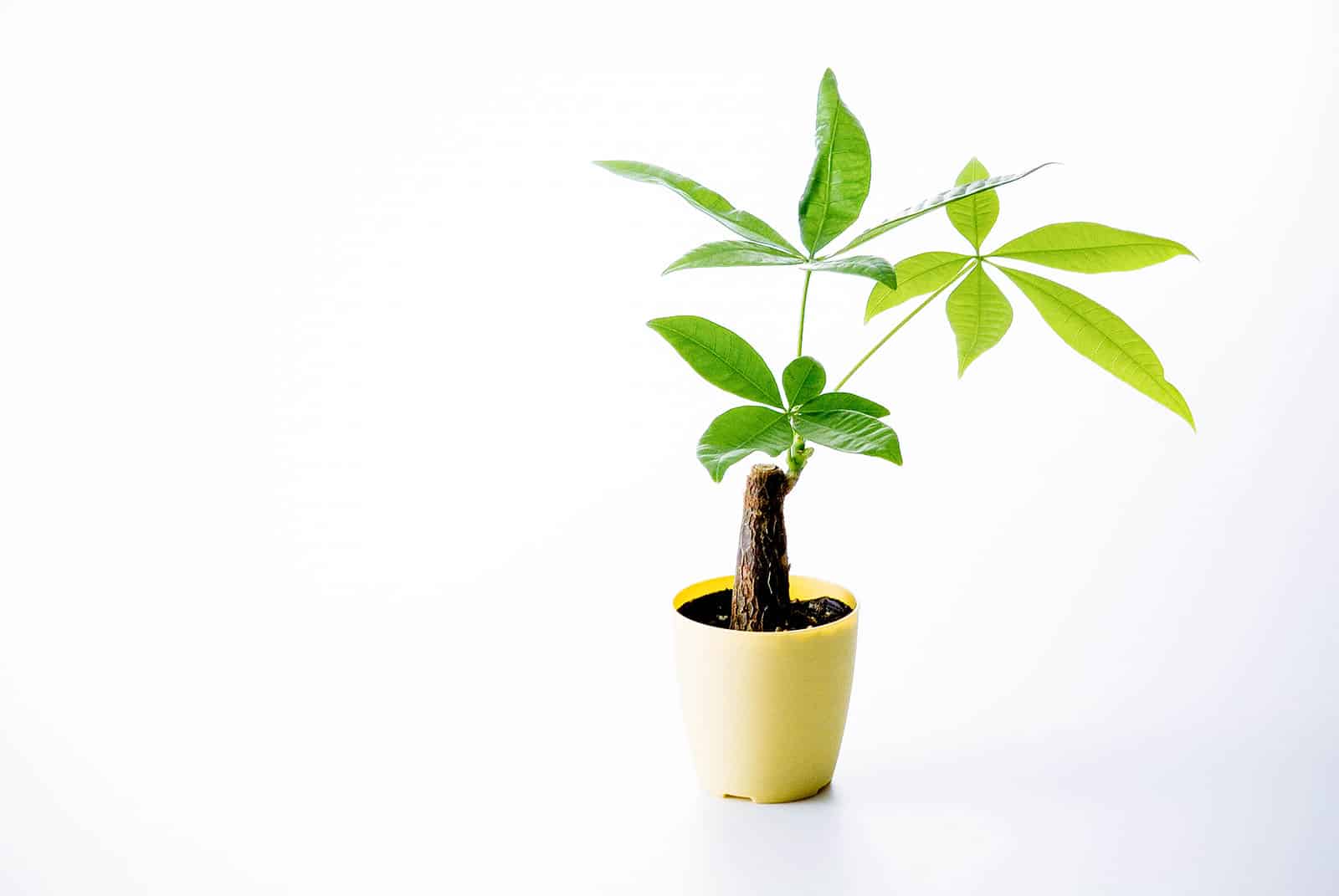Small Pachira aquatica (money tree) stump with a few leaves, growing in a yellow pot