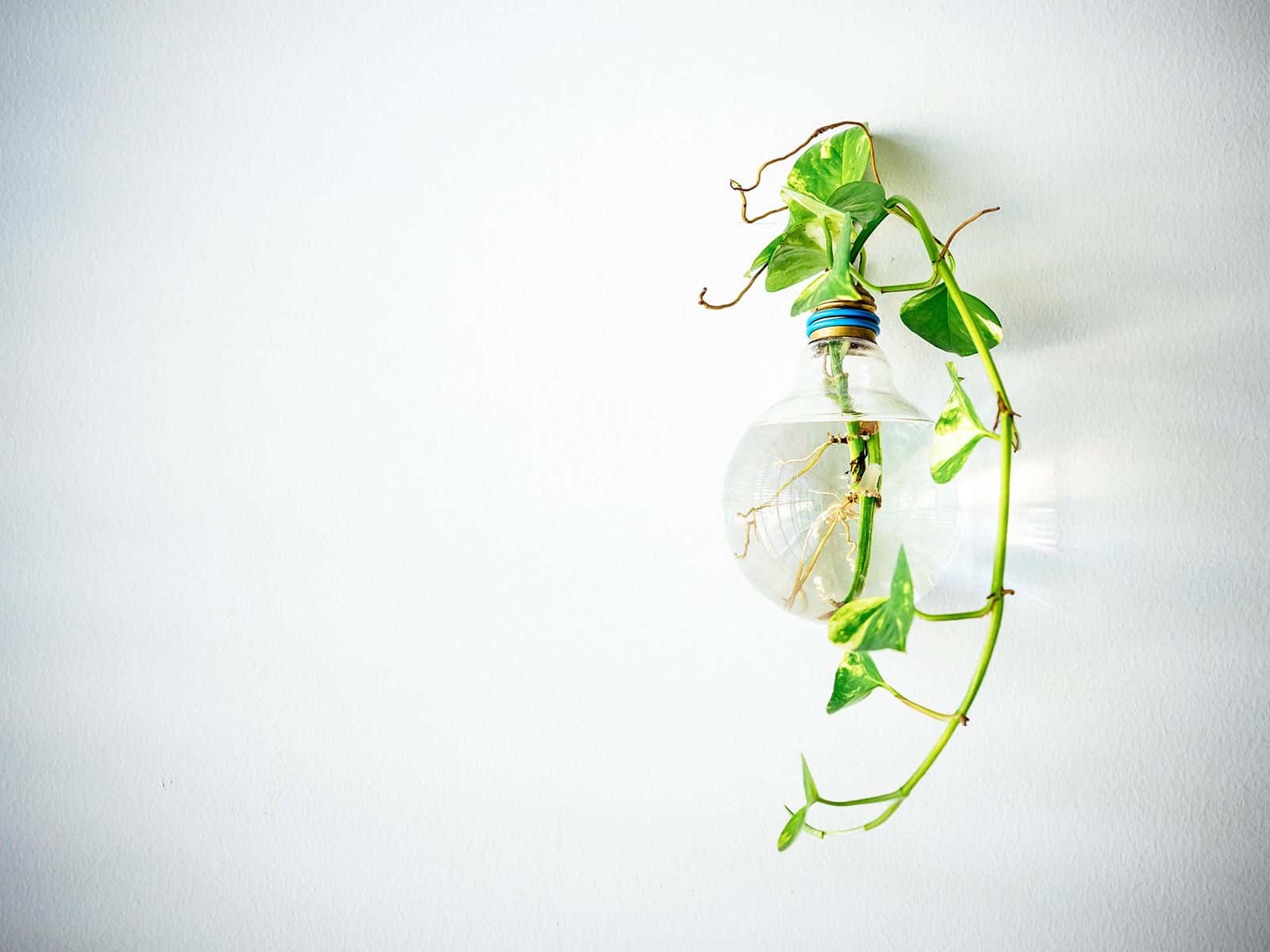 Plant cutting growing in a glass bulb in water