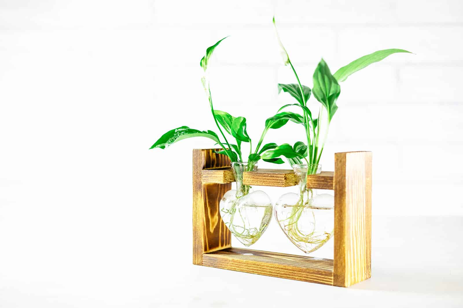 Two peace lily (Statiphyllum) cuttings growing in heart-shaped glass containers in a propagation station
