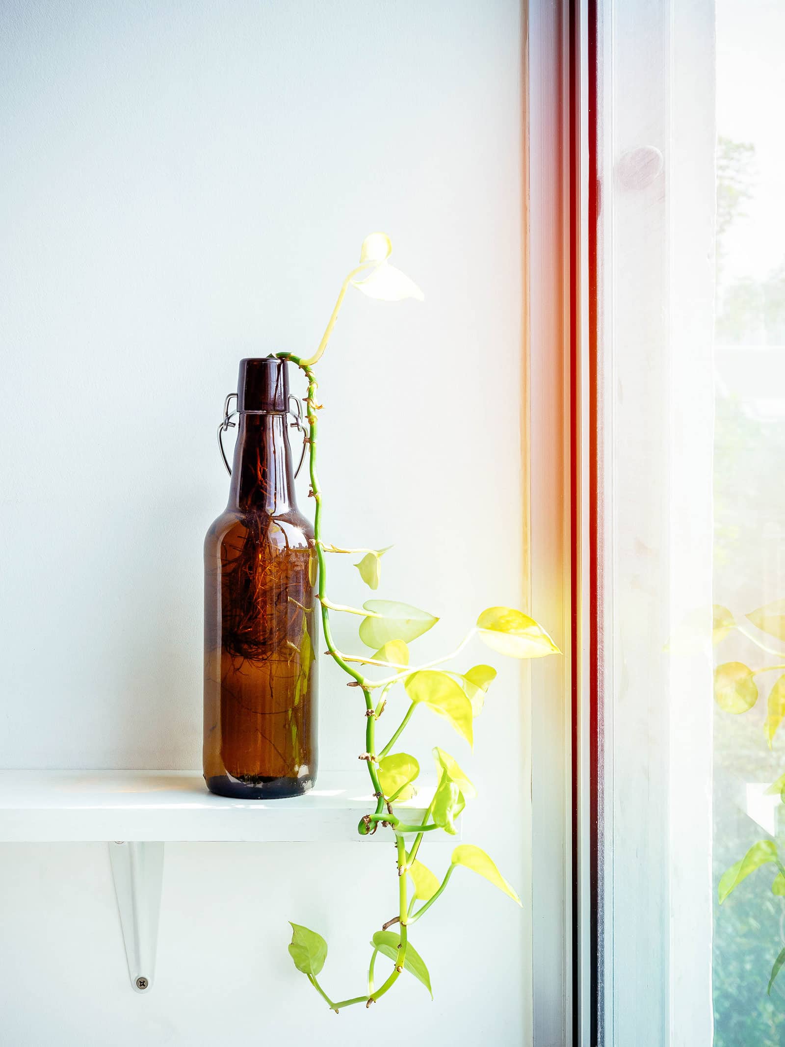 Trailing plant cutting growing in an amber glass bottle in water