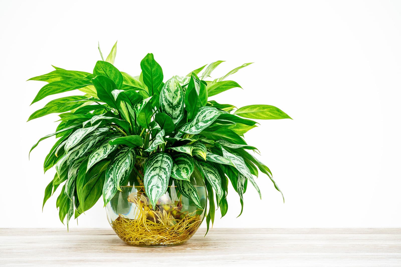 Aglaonema (Chinese evergreen) growing in water