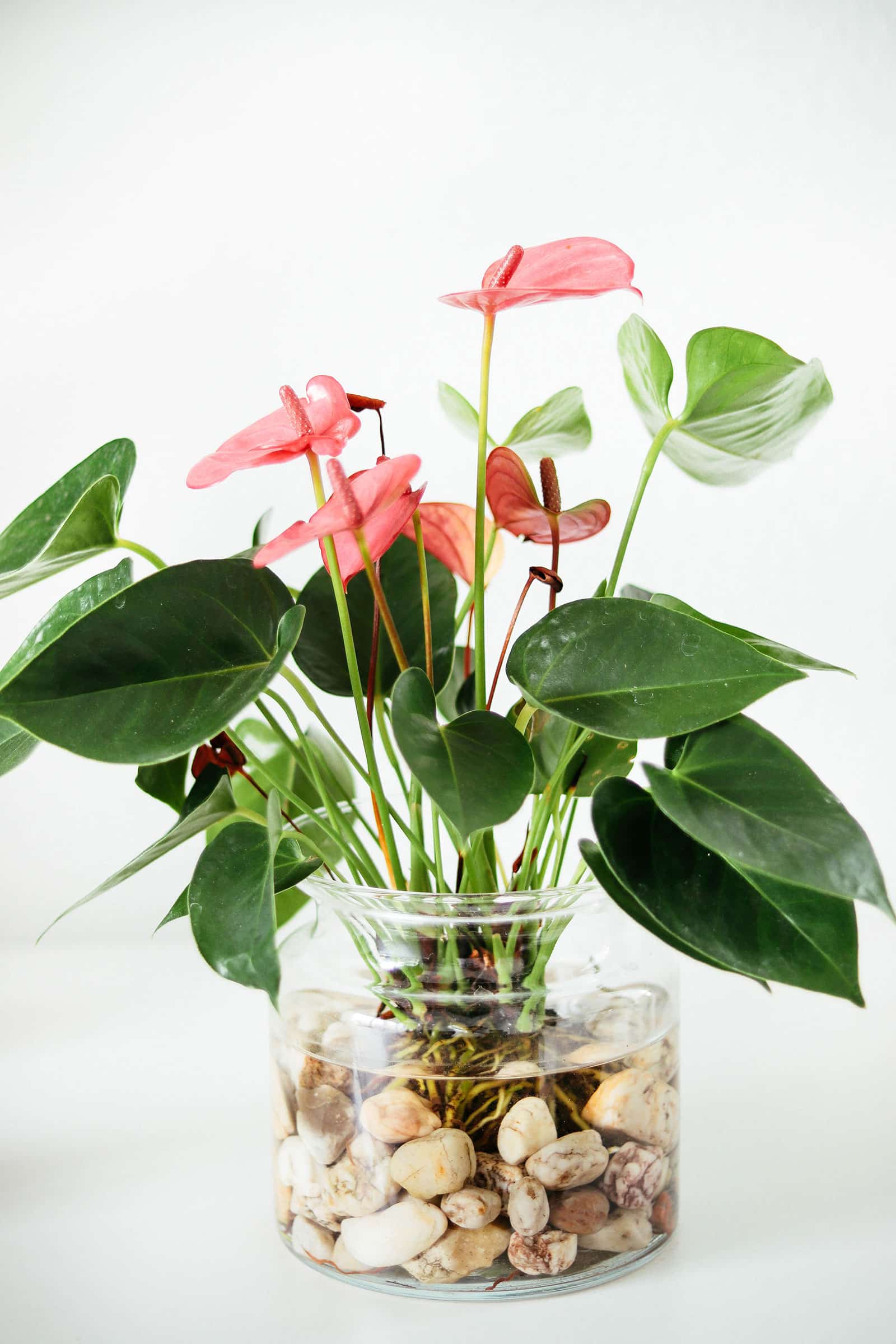 Anthurium flamingo flower growing in water