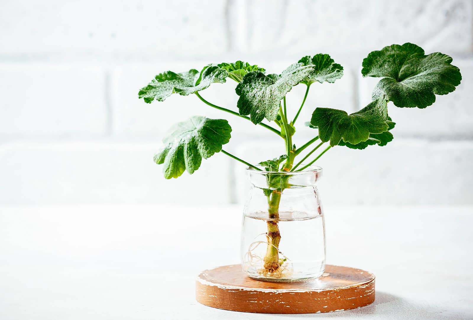 Geranium growing in water