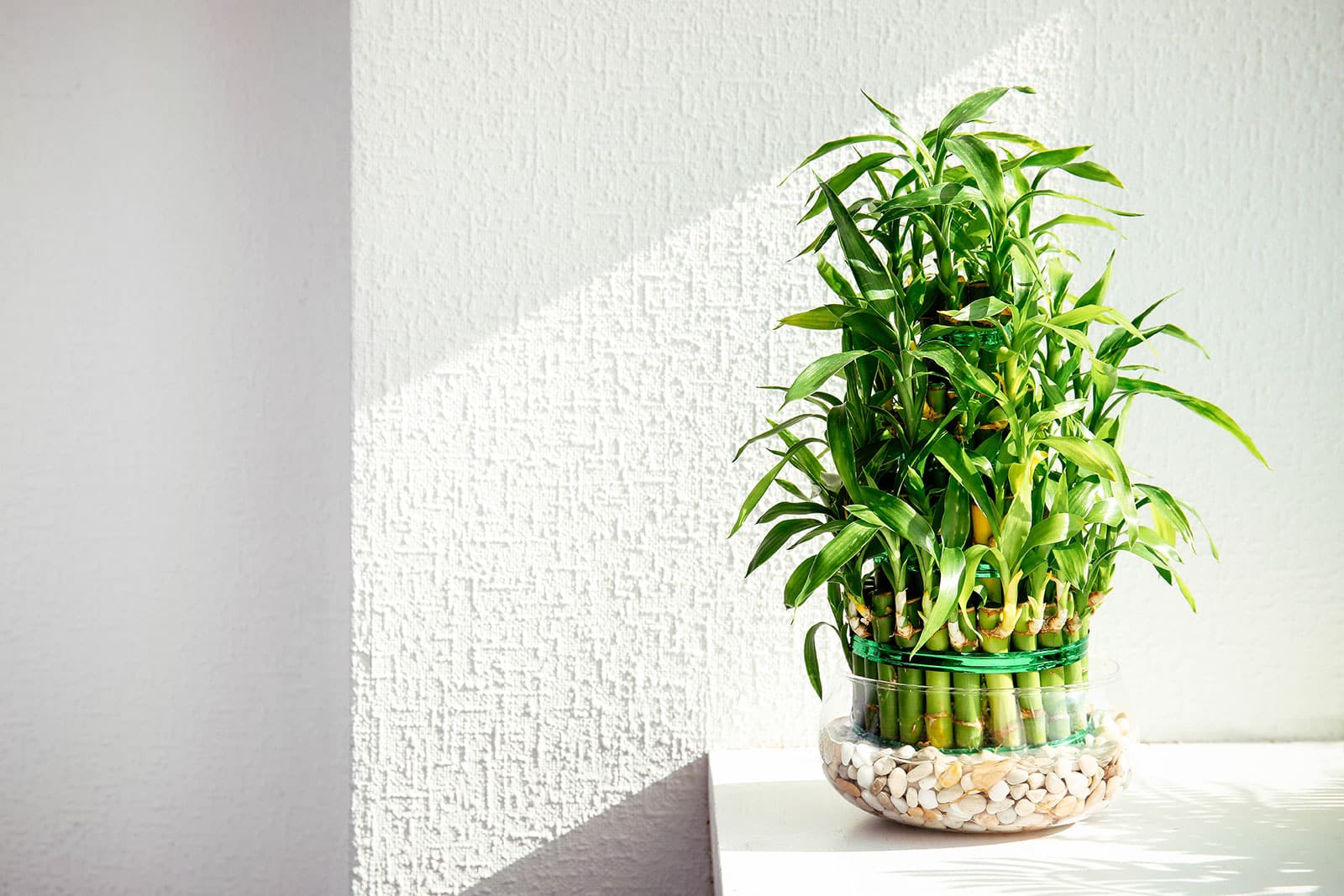 Lucky bamboo growing in water