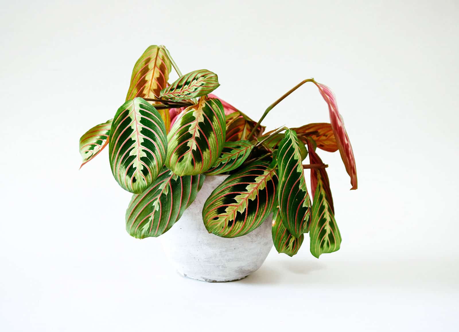 Maranta leuconeura prayer plant growing in water