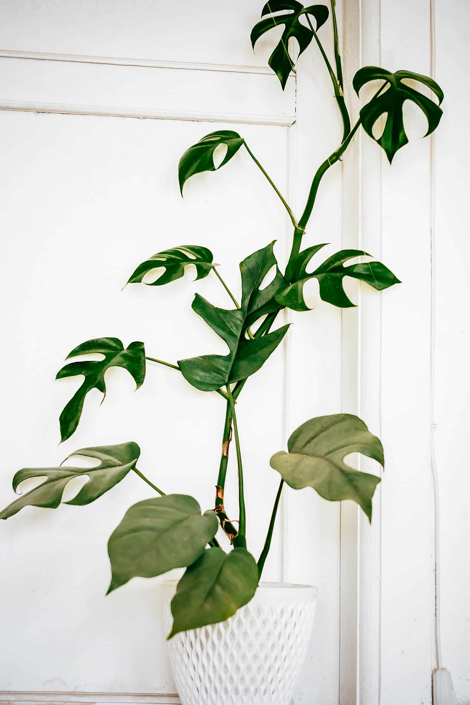 Mini monstera growing in a white pot in water