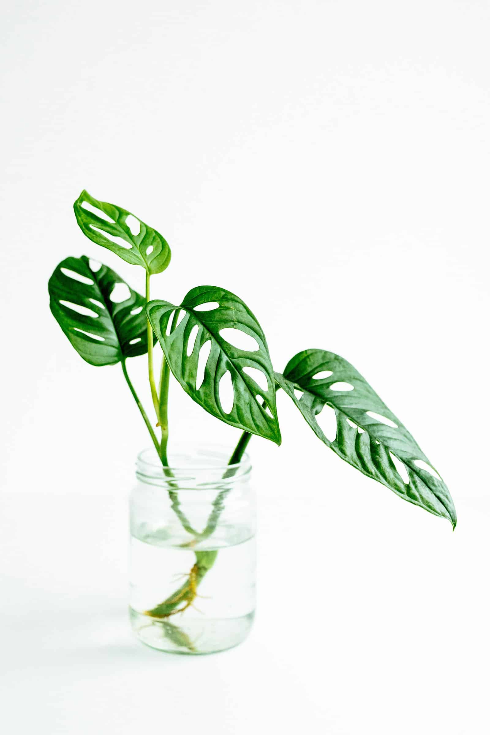 Monstera adansonii growing in water