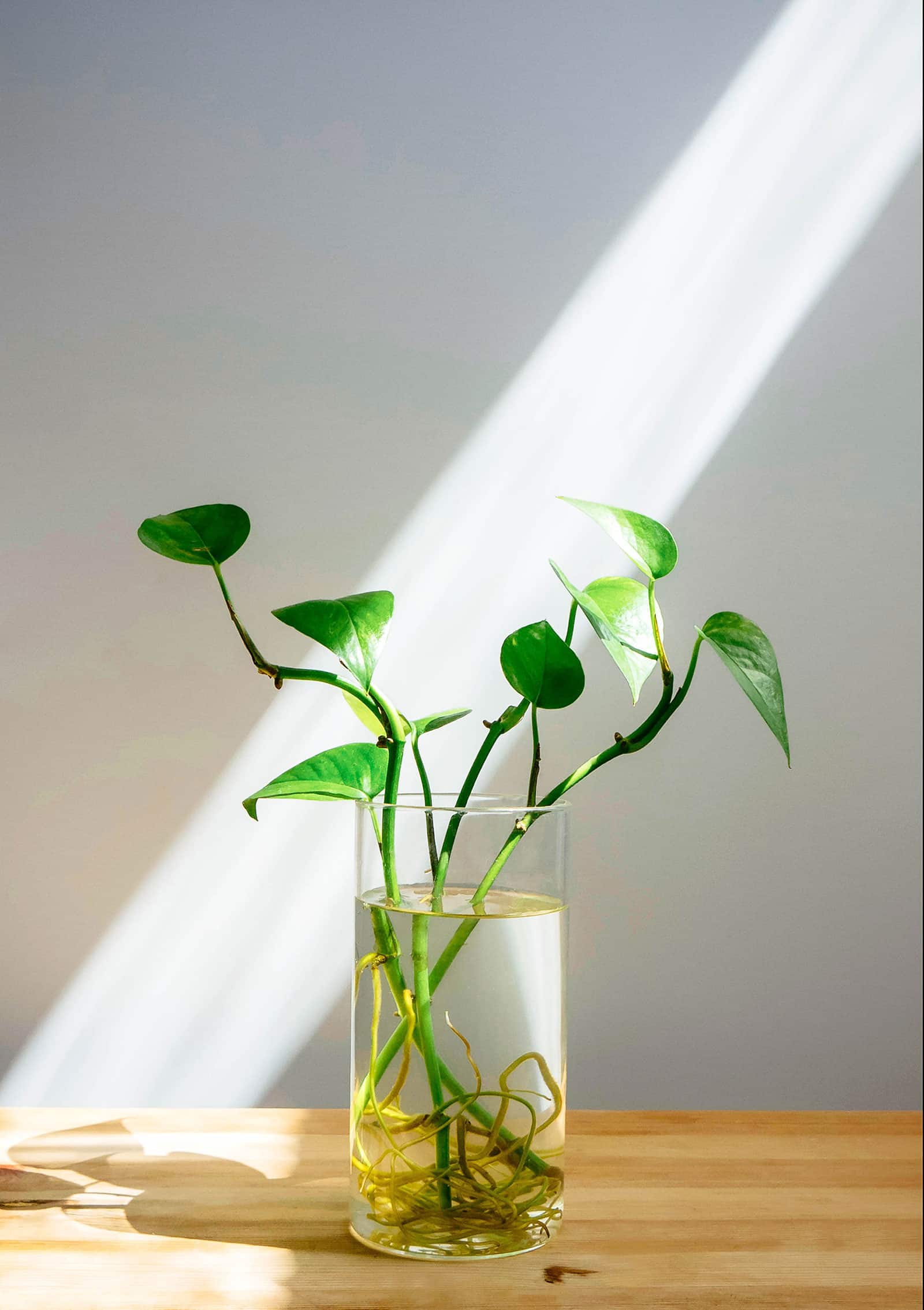 Pothos growing in water